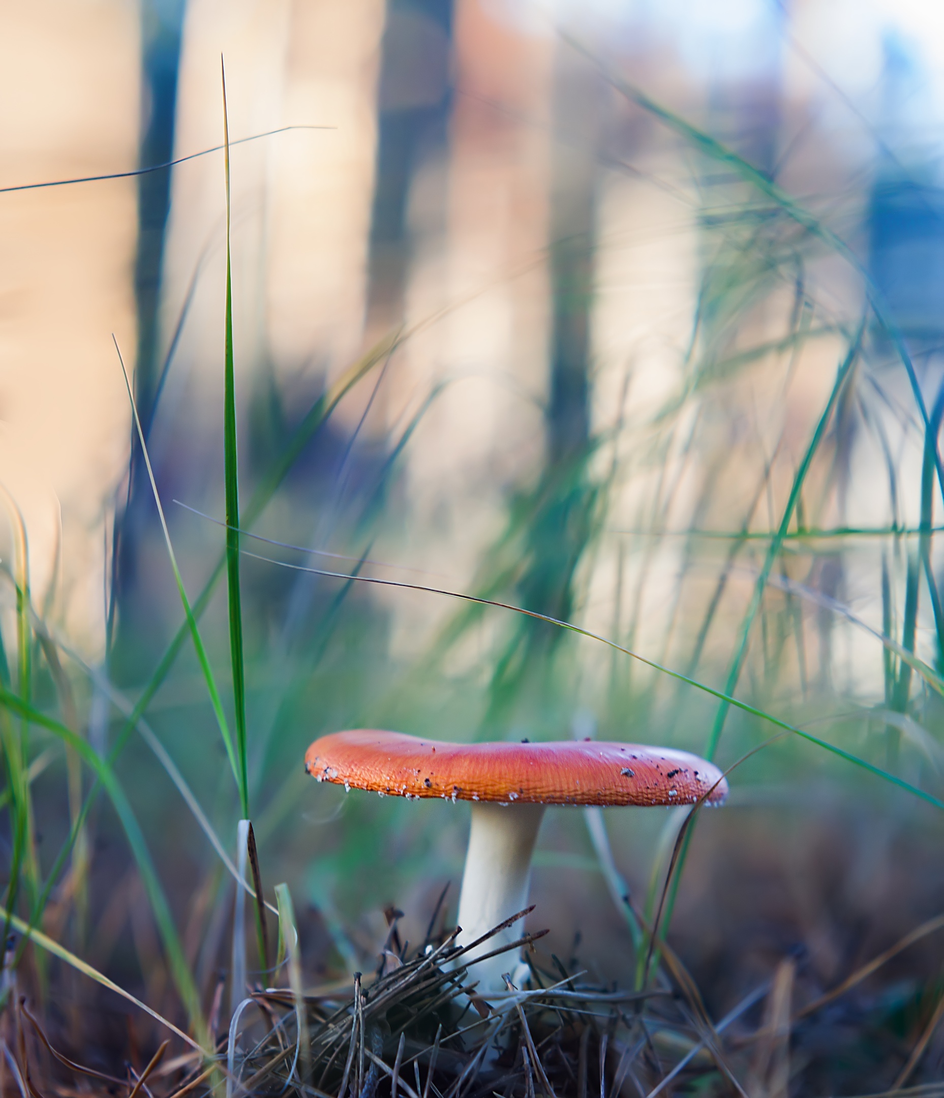 Some mushrooms) - My, Mushrooms, The photo, Autumn, Longpost