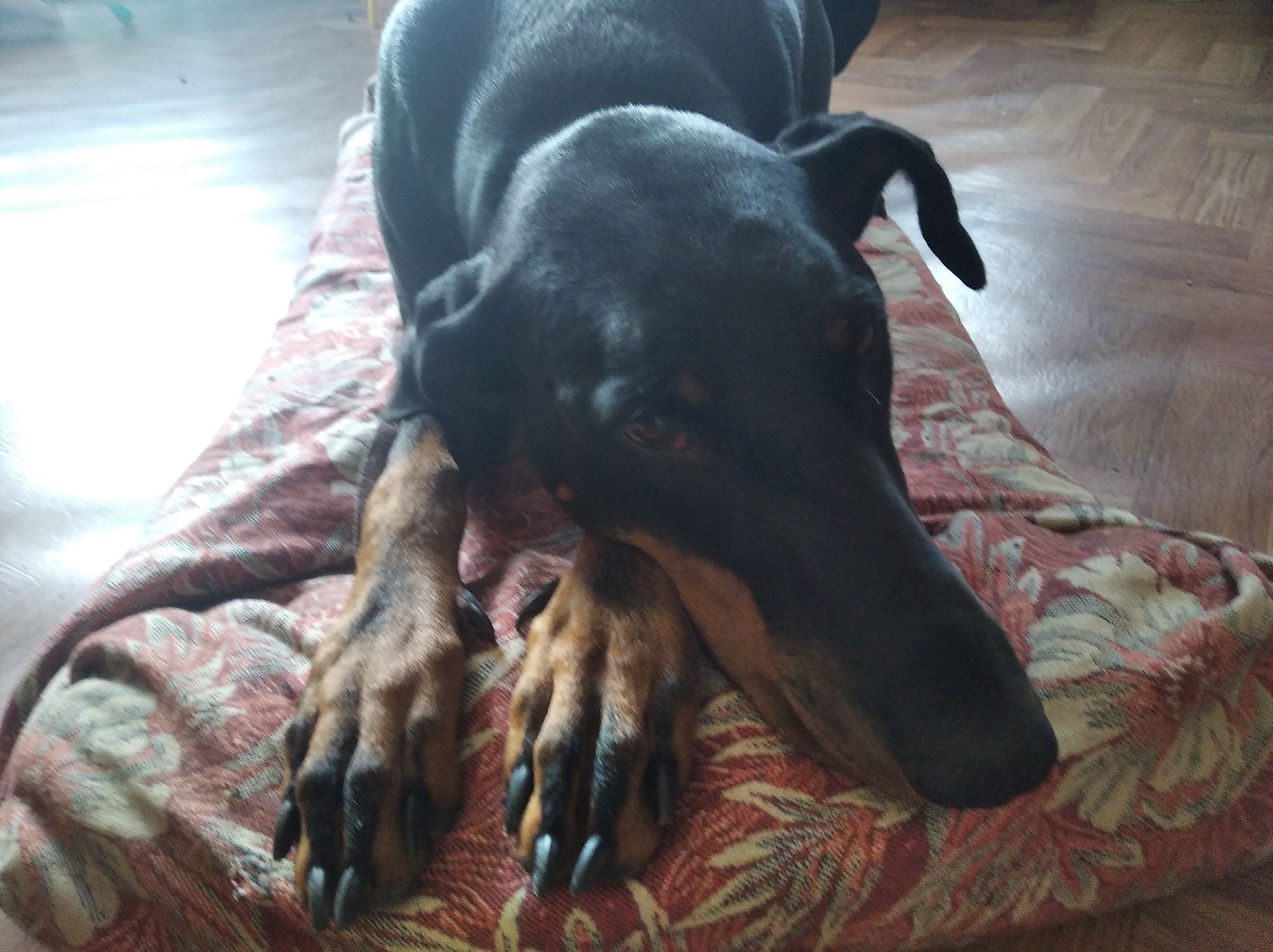 Dog bed - My, Needlework, With your own hands, Longpost