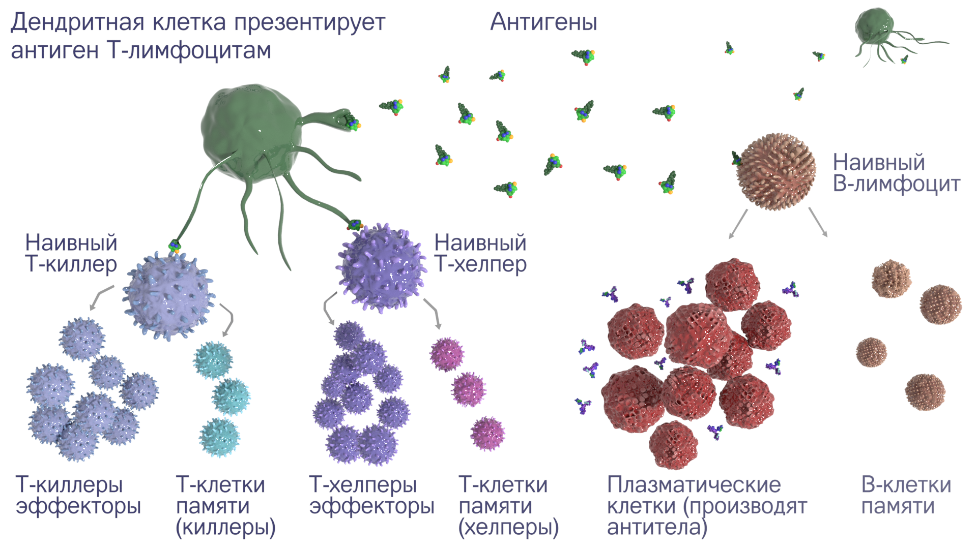 Количество иммунных клеток. Иммунные клетки у здорового человека. Сколько клеток иммунной системы у здорового человека. Т клетки памяти.