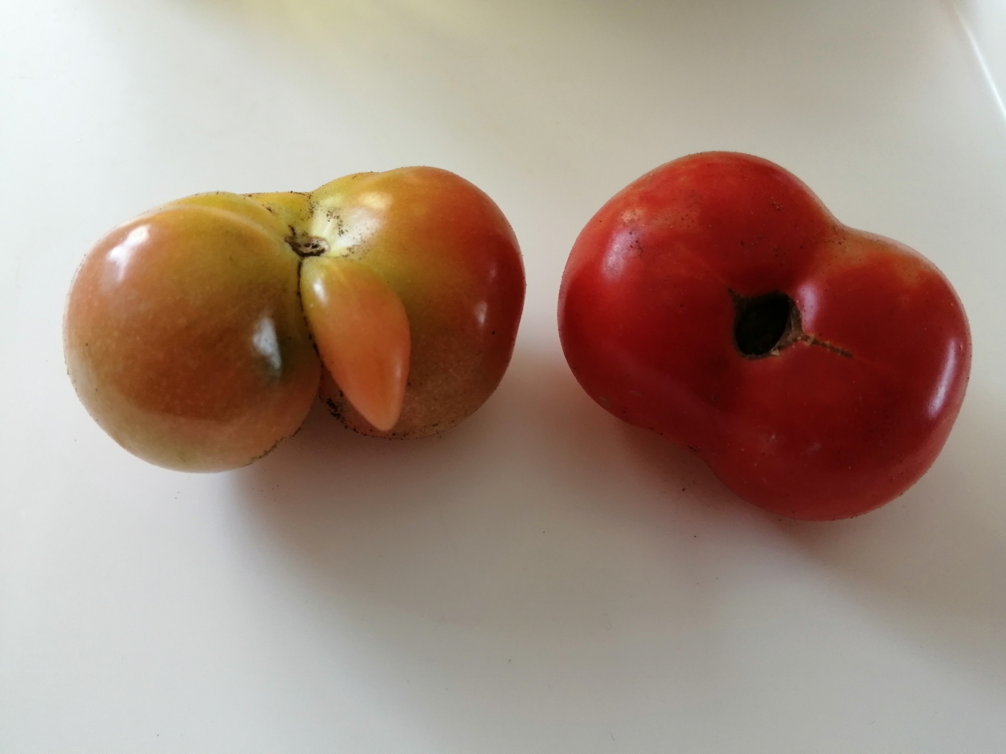 Женские и мужские томаты