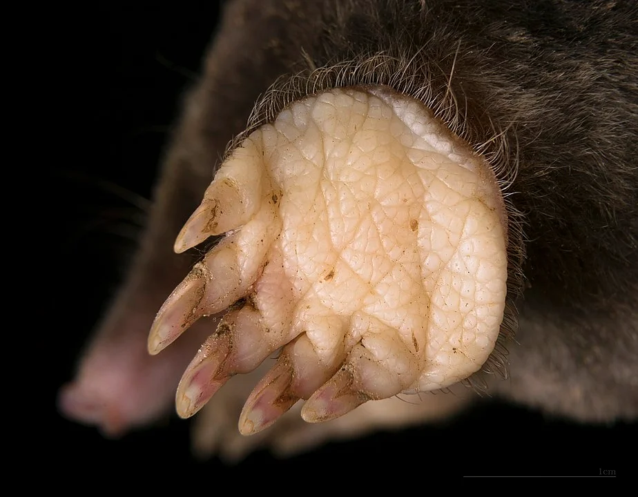 An ordinary mole is an extraordinary underground dweller - Mole, Zoology, Longpost