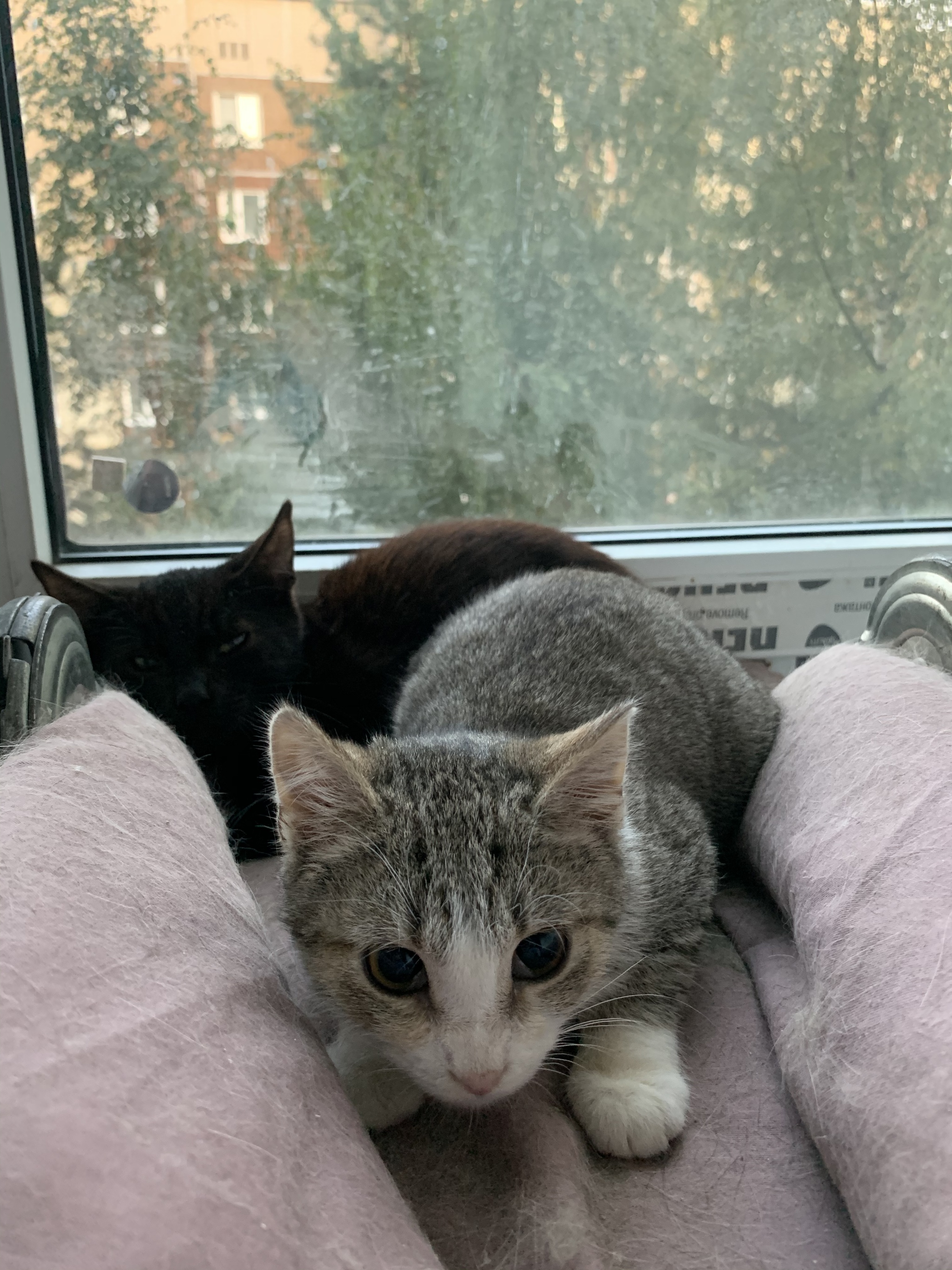 Continuation of the post “Children played with an injured stray kitten all day” - My, cat, Kittens, Help, Homeless animals, Saint Petersburg, Kindness, Pets, Reply to post, Longpost