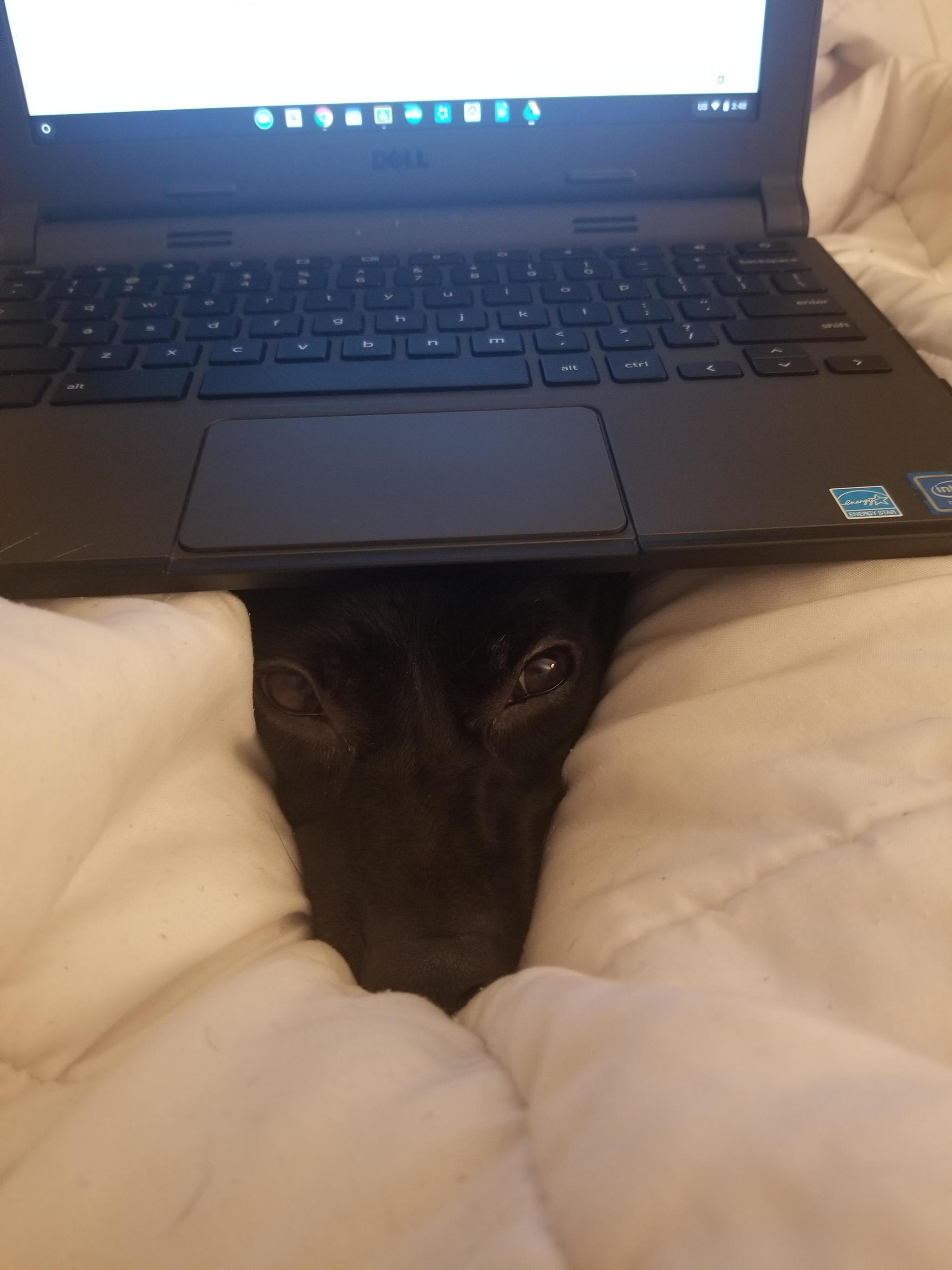 Hey man, I see you ironing your laptop instead of me. This is wrong. - The photo, Animals, Dog, Notebook, Muzzle, Sight, Reddit