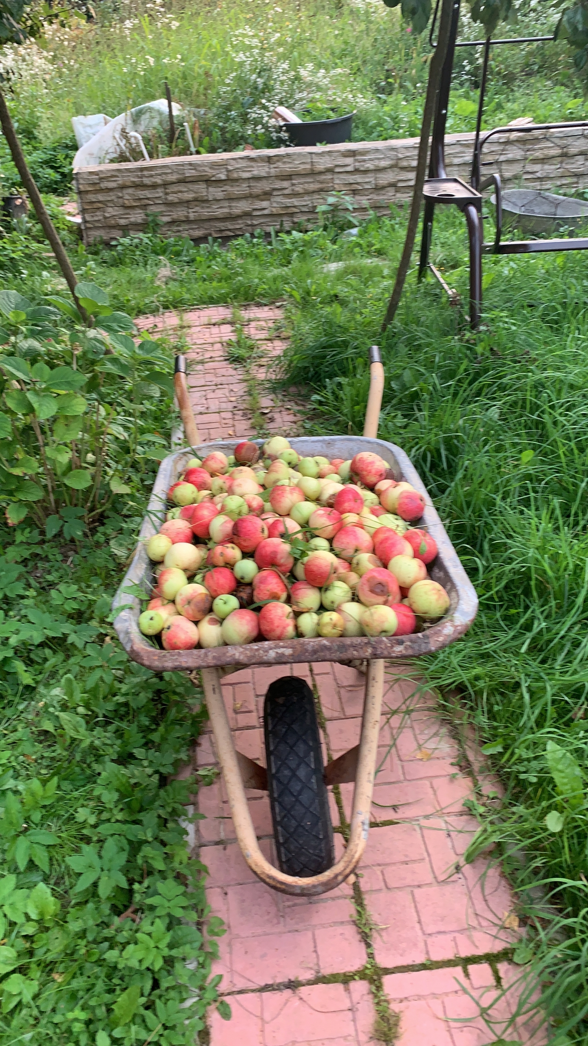 Need some apples? - My, Apples, Familiar, Laziness, Calvados, Tag, Longpost