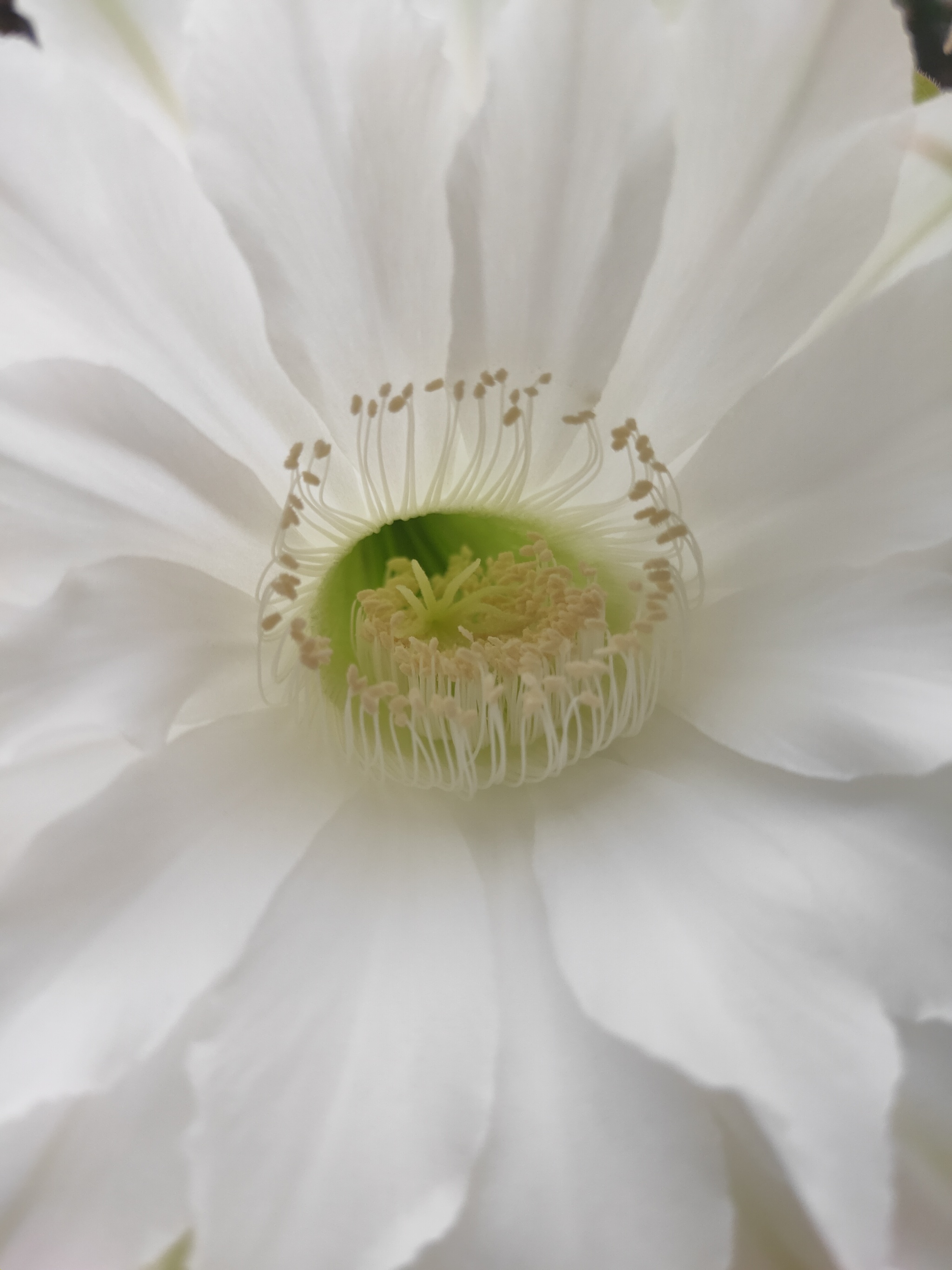 Cacti in bloom - My, Cactus, Blooming cacti, Nature, Good mood, Houseplants, Longpost