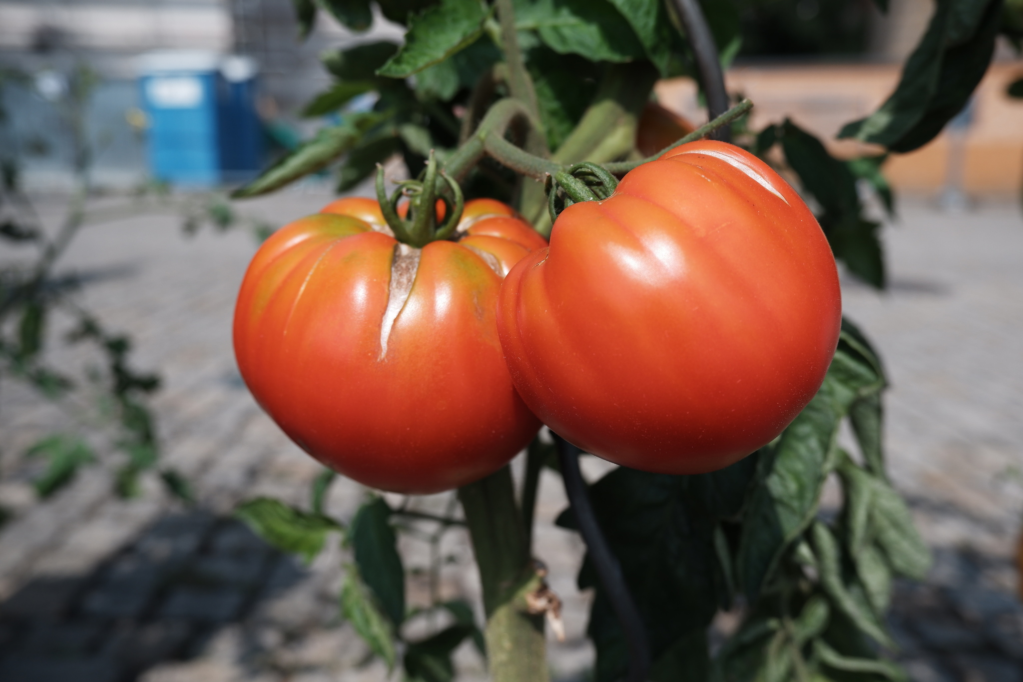 Czech Republic, or tomatoes where you don't expect to find them - My, Czech, Living abroad, Prague, Longpost