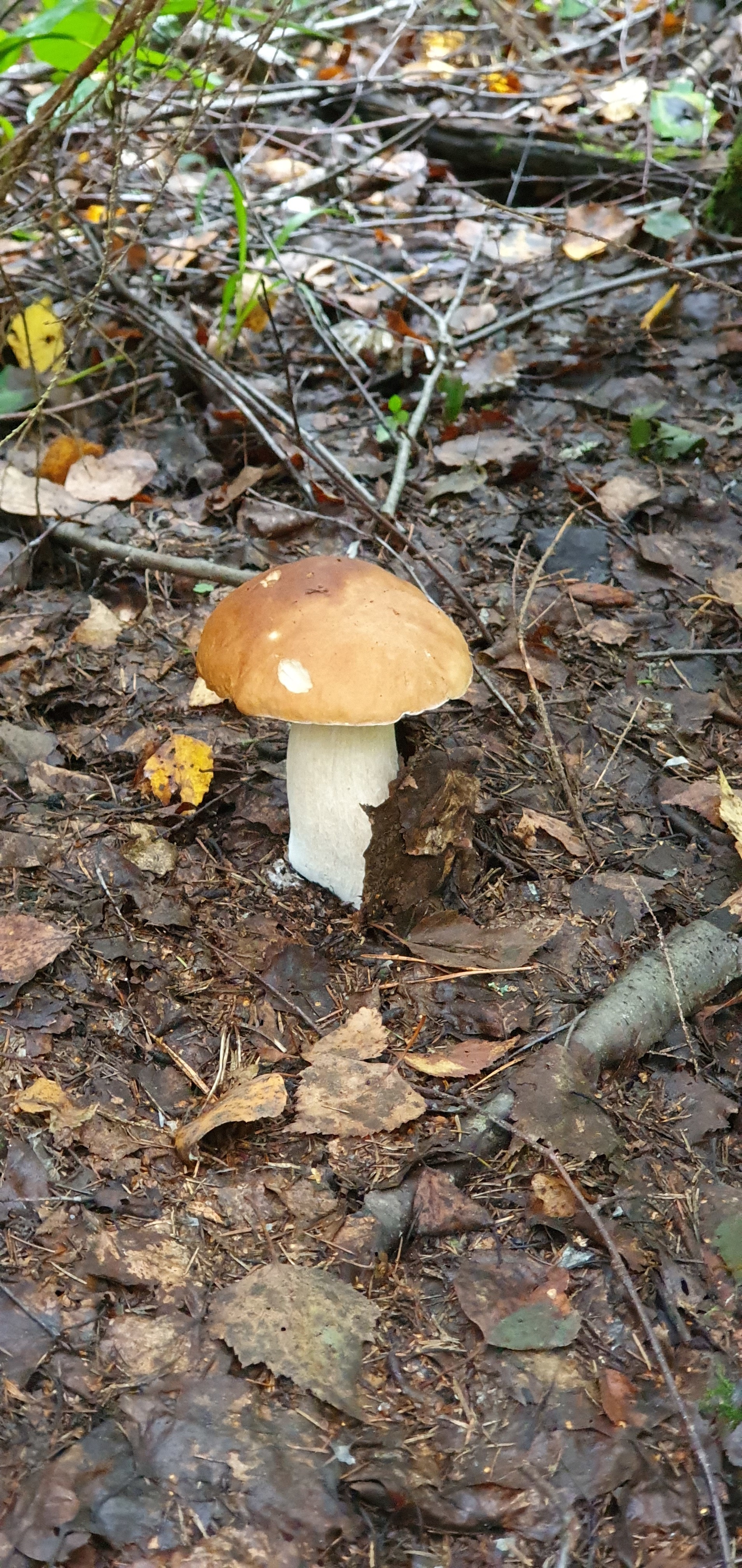 Got out into the forest #5 - My, Mushrooms, Forest, Porcini, Boletus, Video, Longpost, Vladimir region, The photo