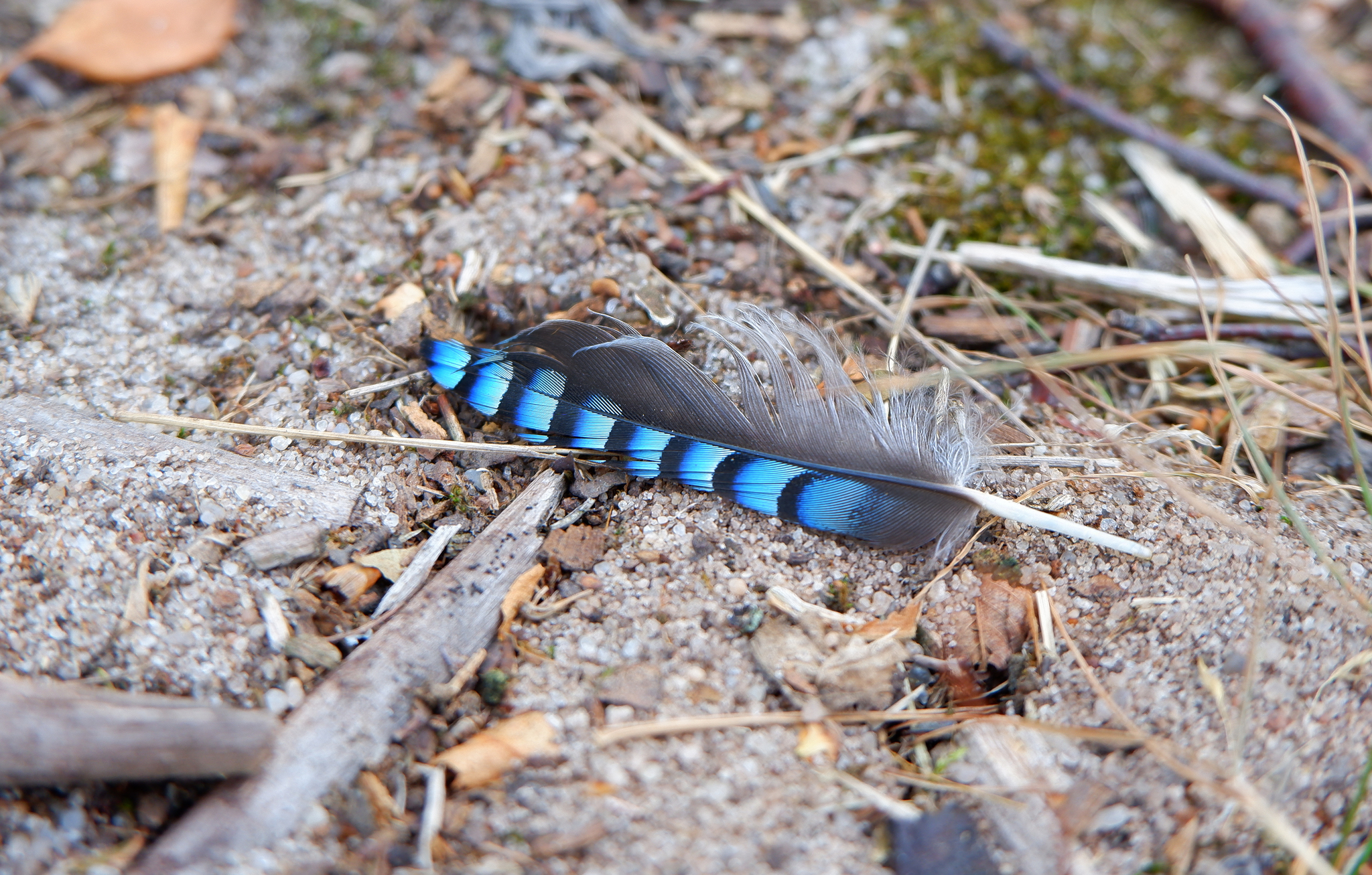 Nature of the Voronezh region - Nature, Voronezh region, Insects, Flora, Longpost