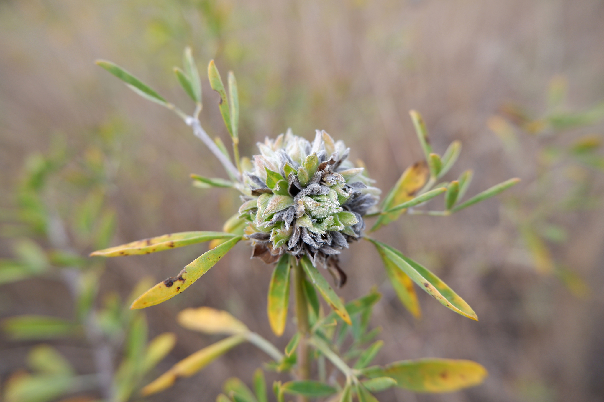 Nature of the Voronezh region - Nature, Voronezh region, Insects, Flora, Longpost