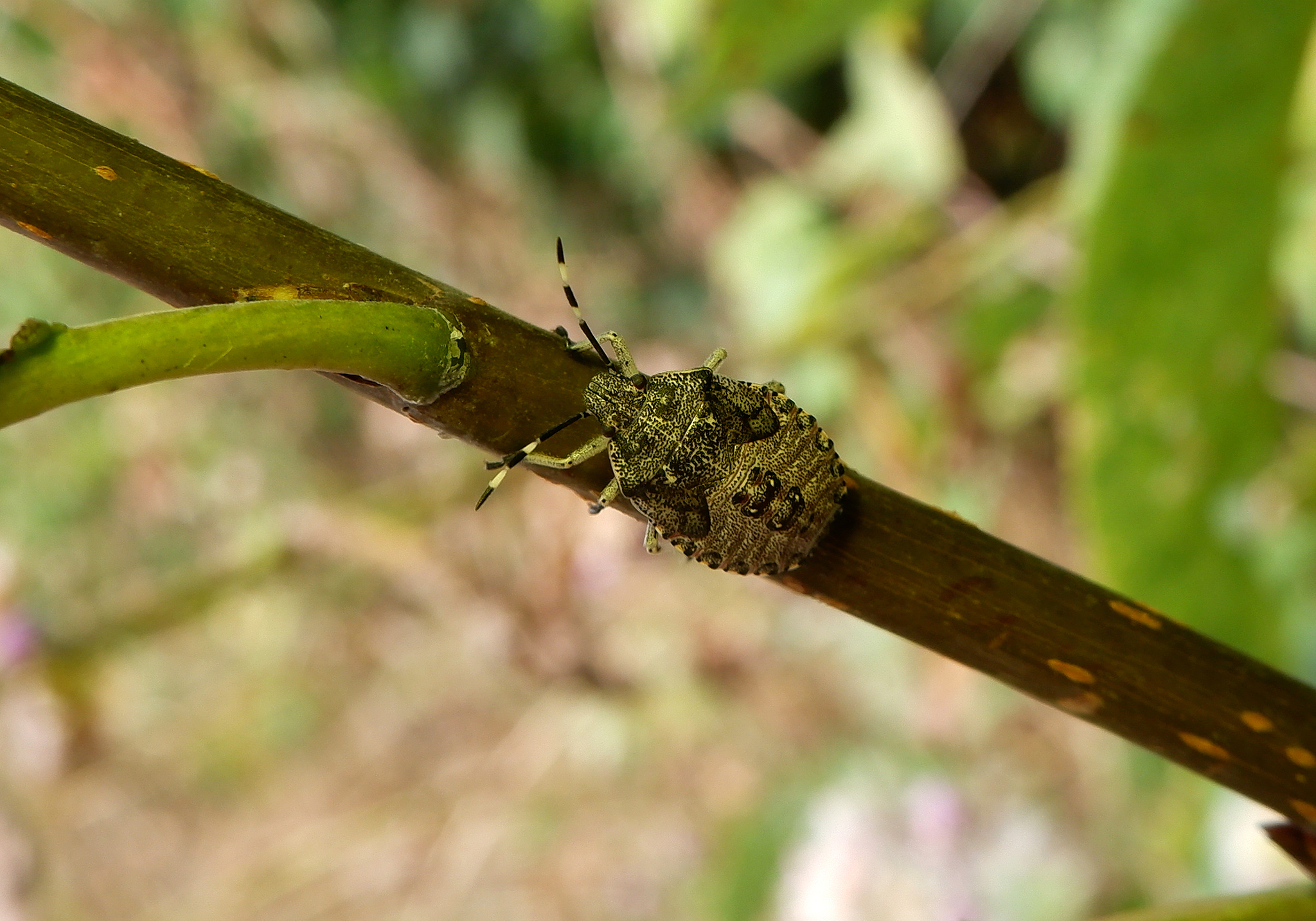 Nature of the Voronezh region - Nature, Voronezh region, Insects, Flora, Longpost