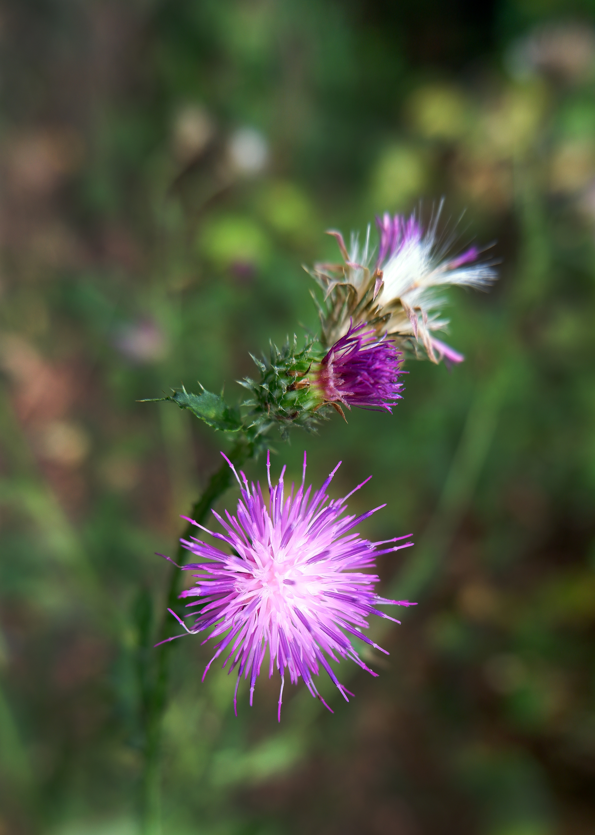 Nature of the Voronezh region - Nature, Voronezh region, Insects, Flora, Longpost