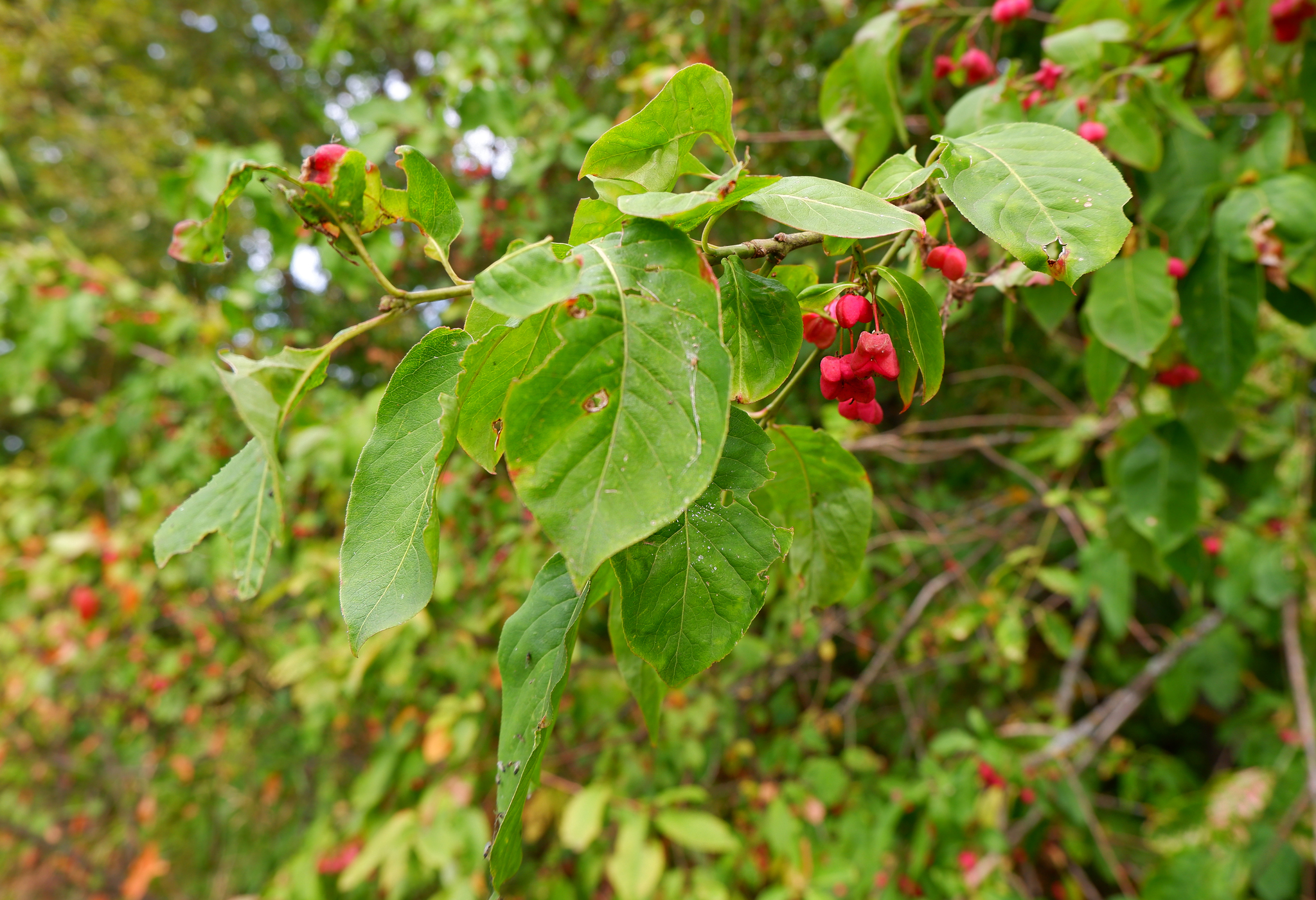 Nature of the Voronezh region - Nature, Voronezh region, Insects, Flora, Longpost