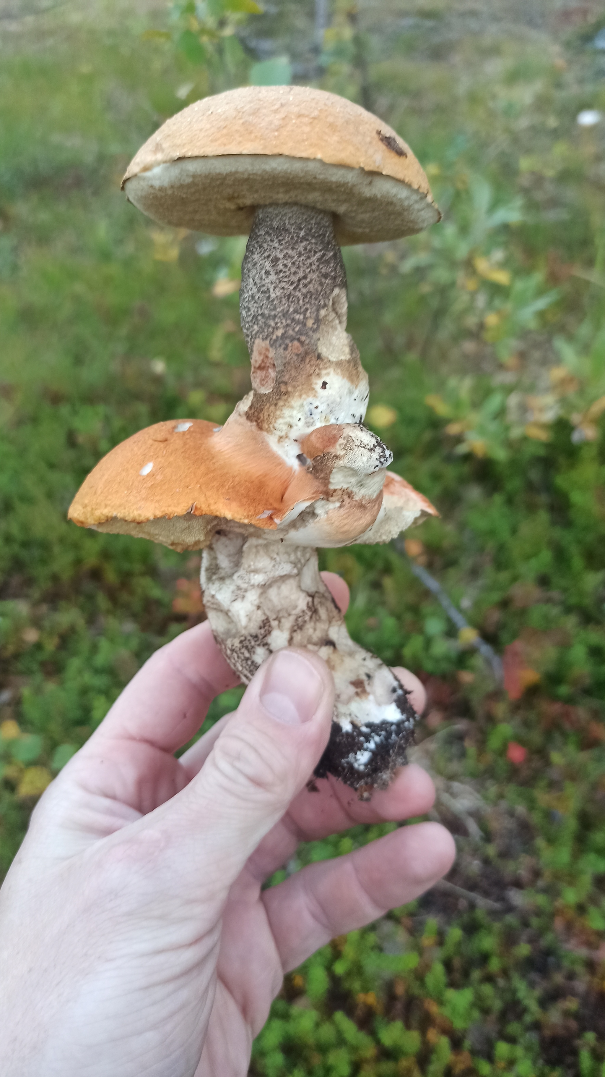 Mushroom with attic - My, Mushrooms, Nature, Unusual, The photo