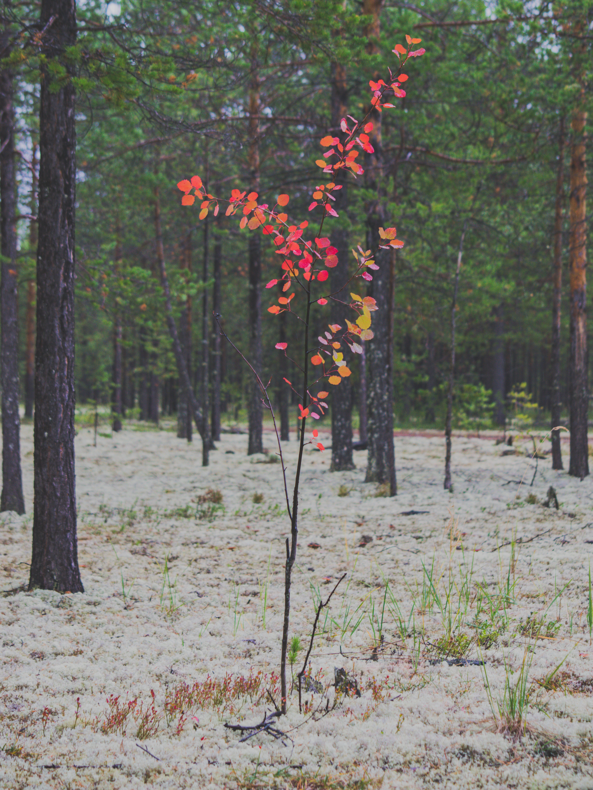 Taiga - My, Taiga, KhMAO, Surgut, Autumn, Needles, Moss, Mushrooms, Nature