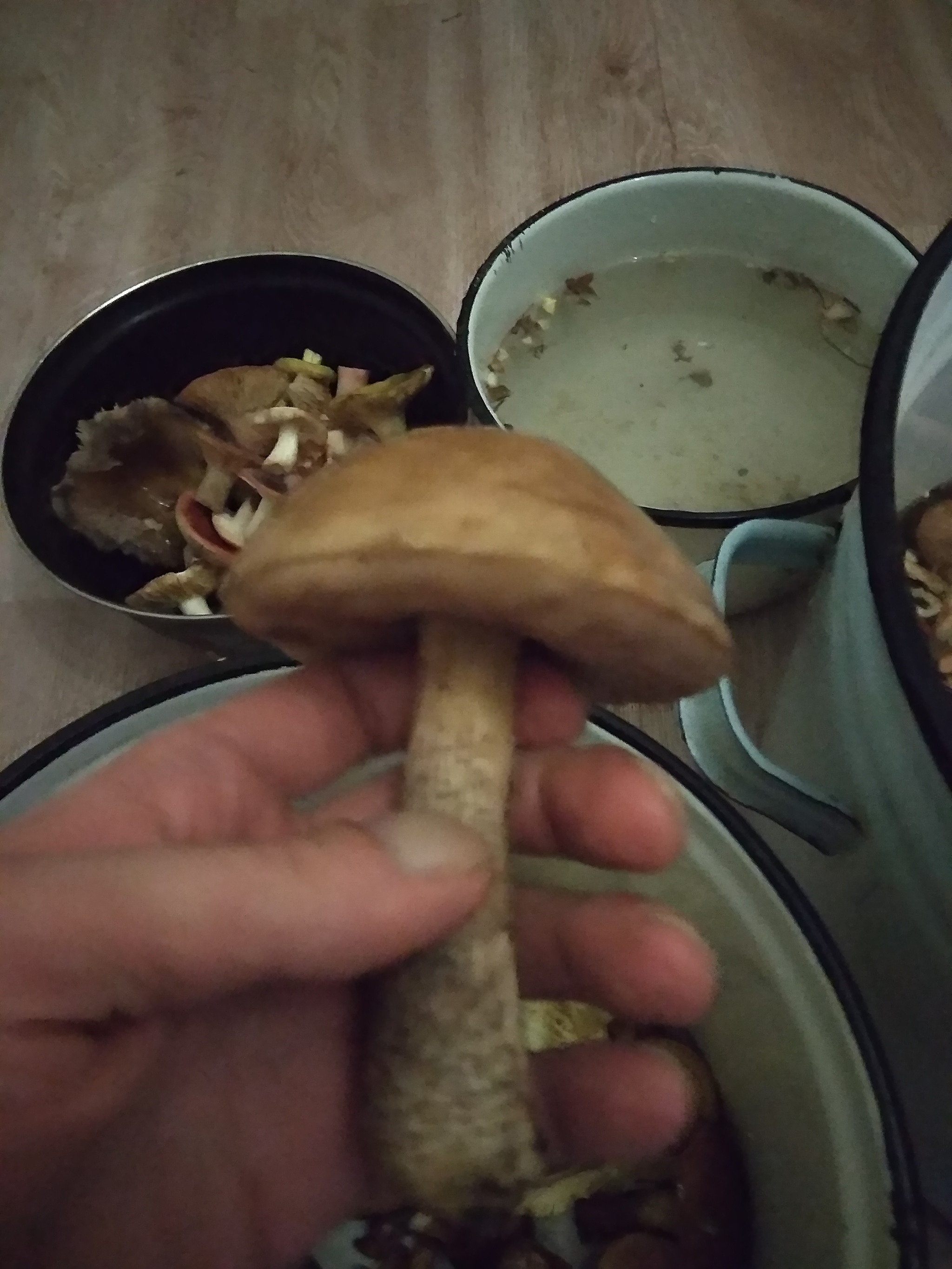 So I went mushroom picking - My, Mushrooms, Silent hunt, Mushroom pickers, Forest, Longpost