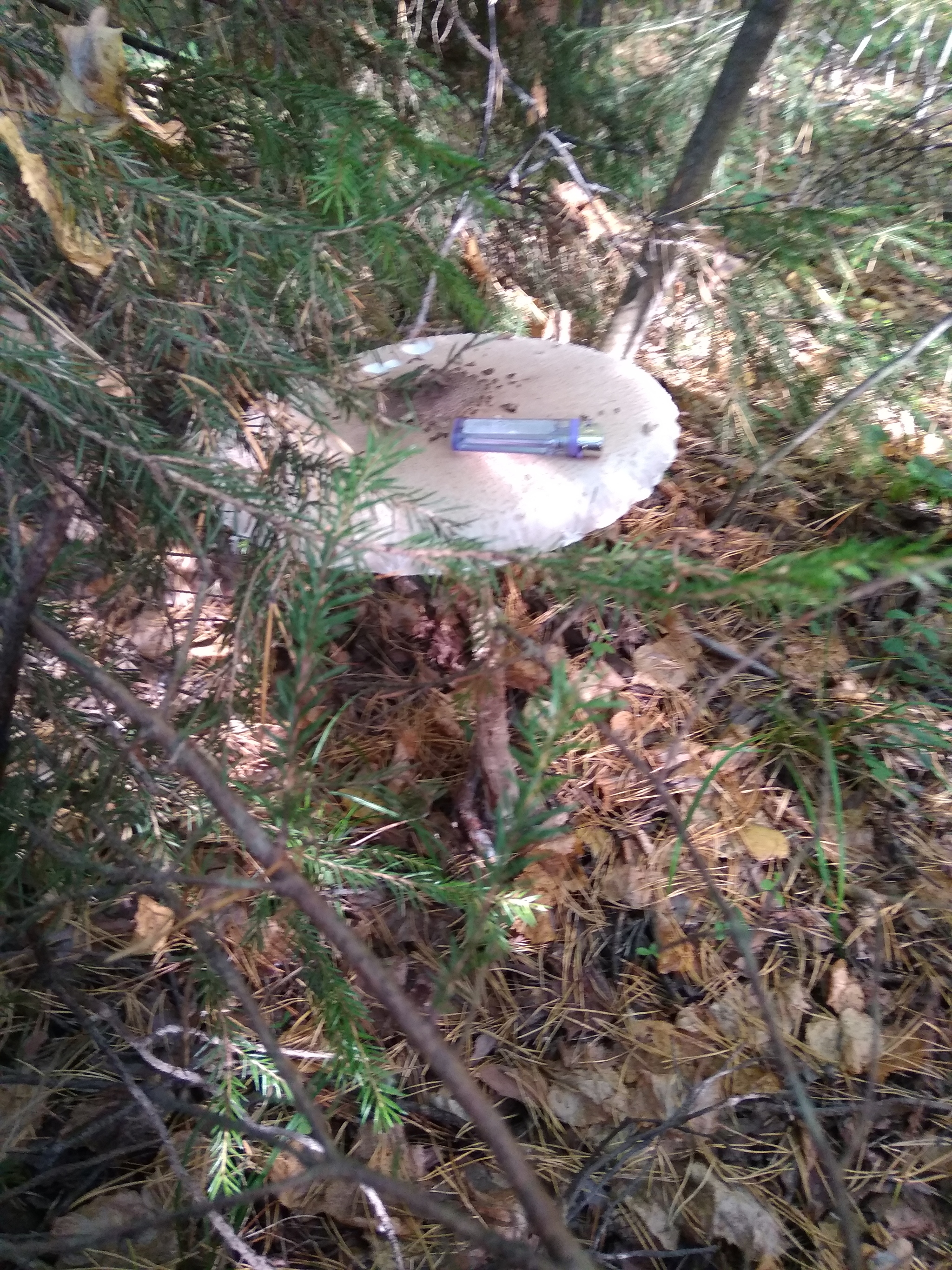 So I went mushroom picking - My, Mushrooms, Silent hunt, Mushroom pickers, Forest, Longpost