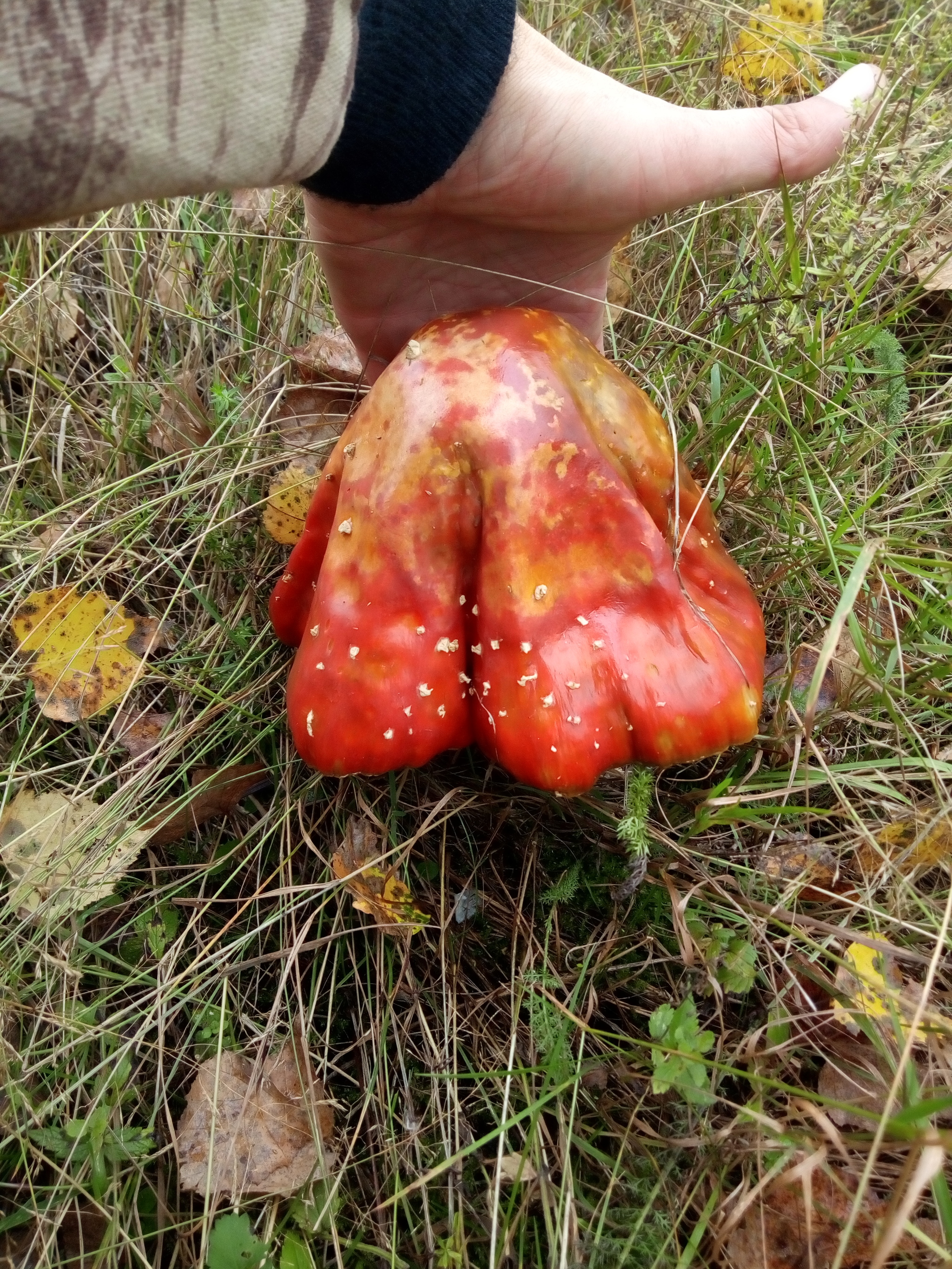 King of the fly agarics - My, Fly agaric, Mushrooms, Big, The photo, Mushroom season