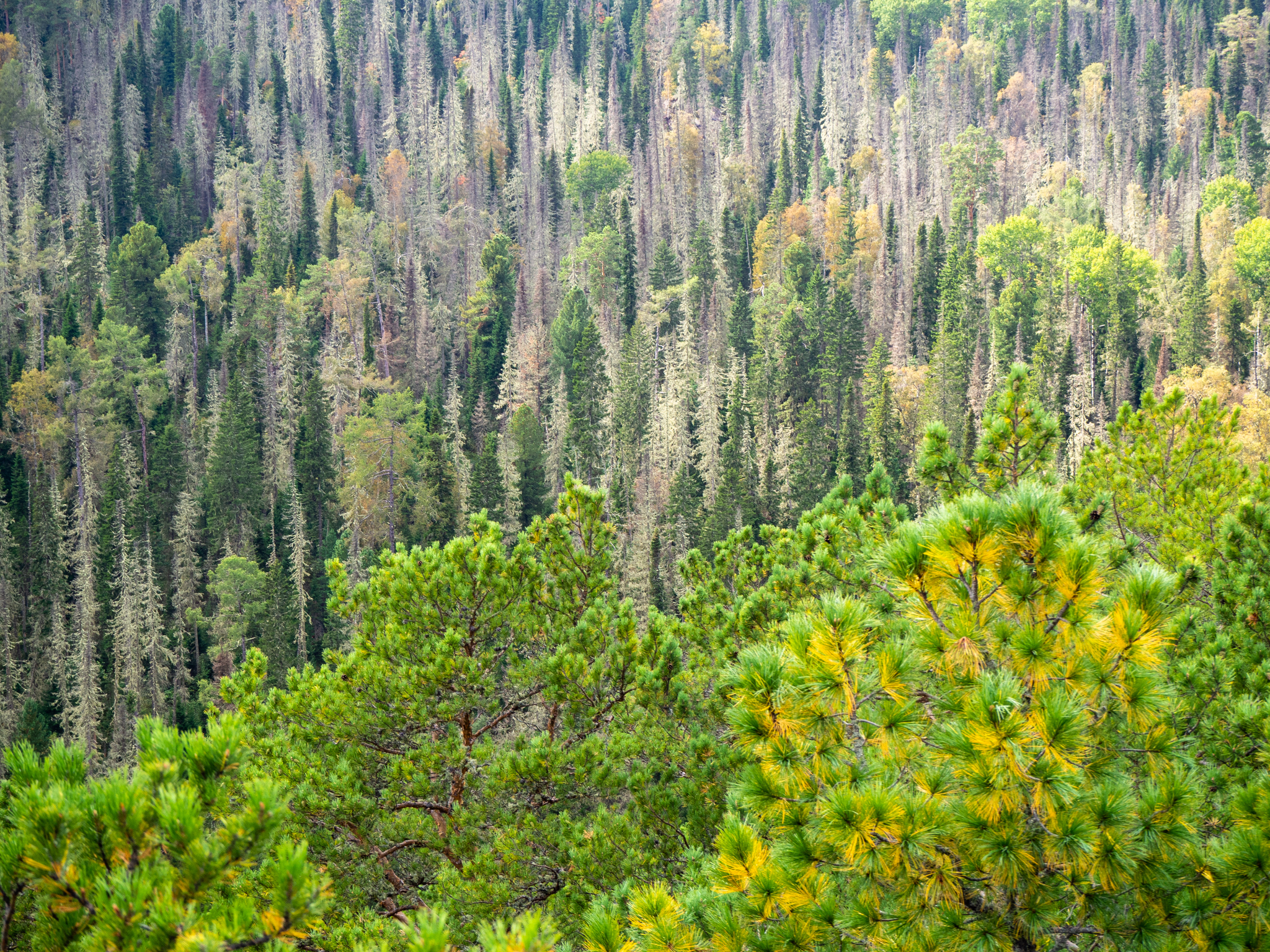 Krasnoyarsk Pillars. August 2020 - My, Krasnoyarsk pillars, The photo, Landscape, Taiga, Forest, Longpost