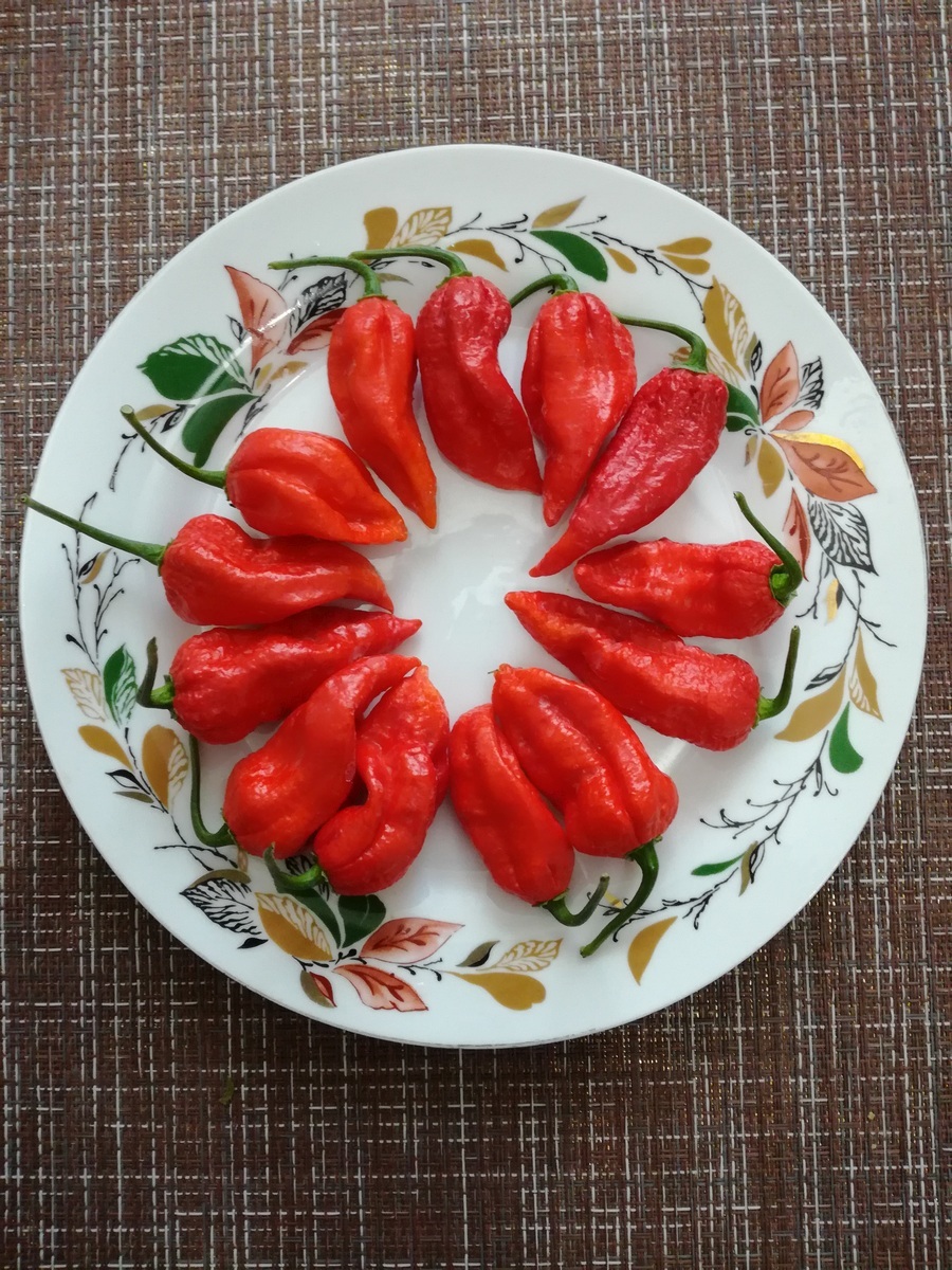 My first harvest of Habanero and Bhut Jolokia - My, Pepper farming, Hot peppers, Habanero, Bhut Jolokia, Longpost