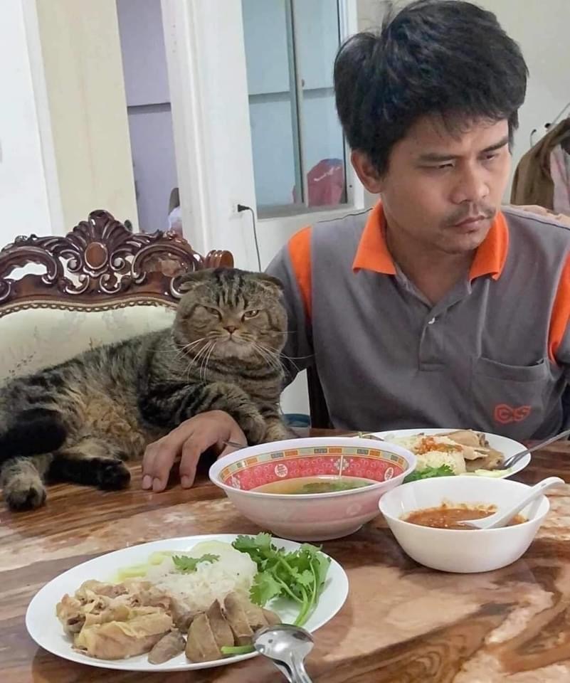 When the cat stole your husband from you - cat, Husband, Longpost, Asians