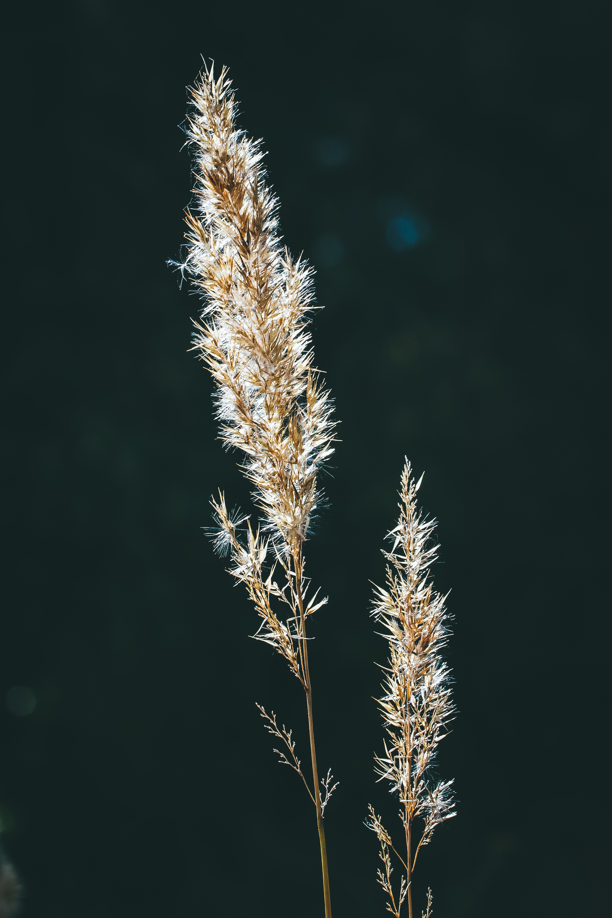 Autumn sketches - My, The photo, Nature, Canon 800D, Lilies of the valley, Longpost, Plants