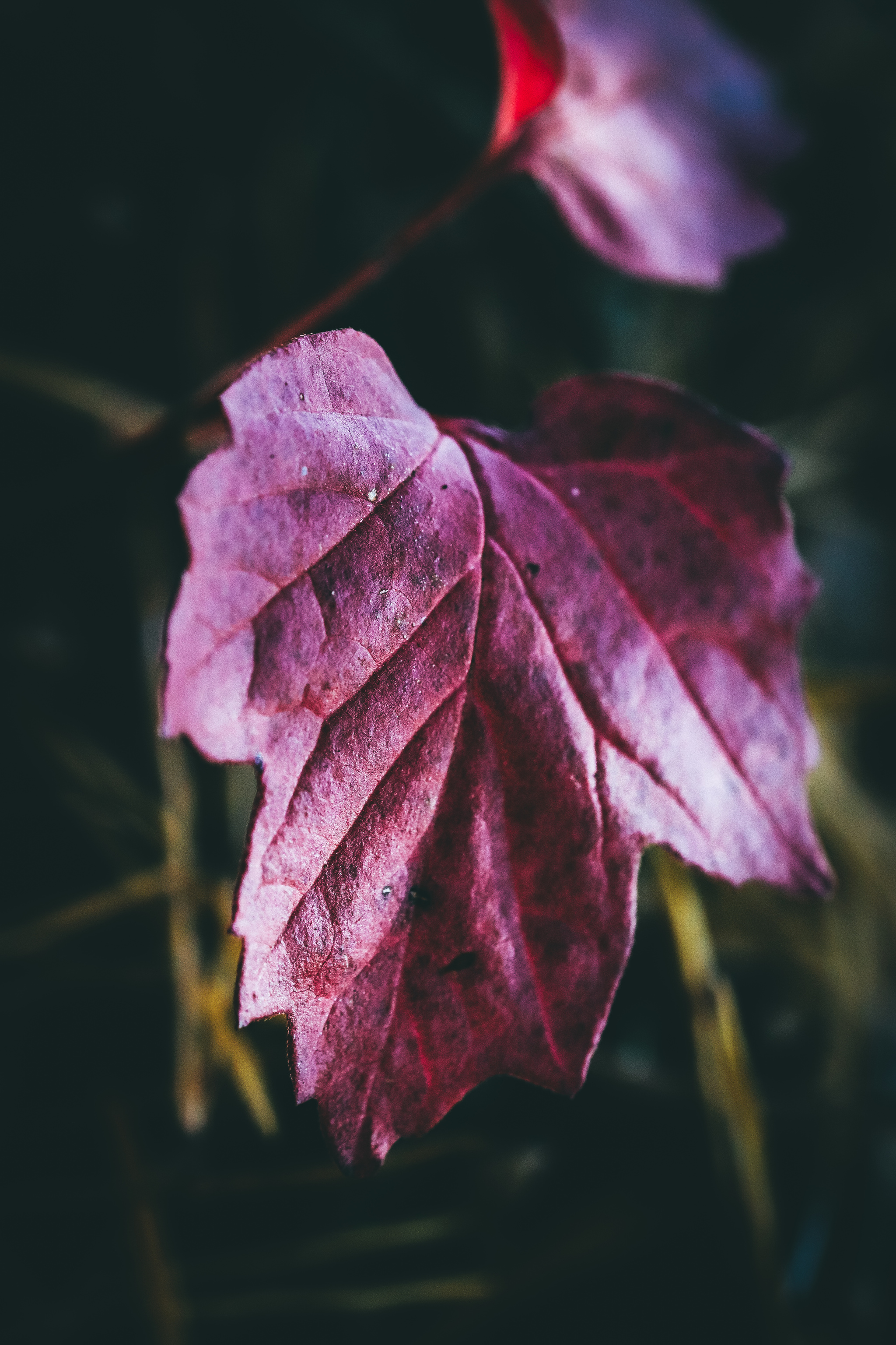 Autumn sketches - My, The photo, Nature, Canon 800D, Lilies of the valley, Longpost, Plants