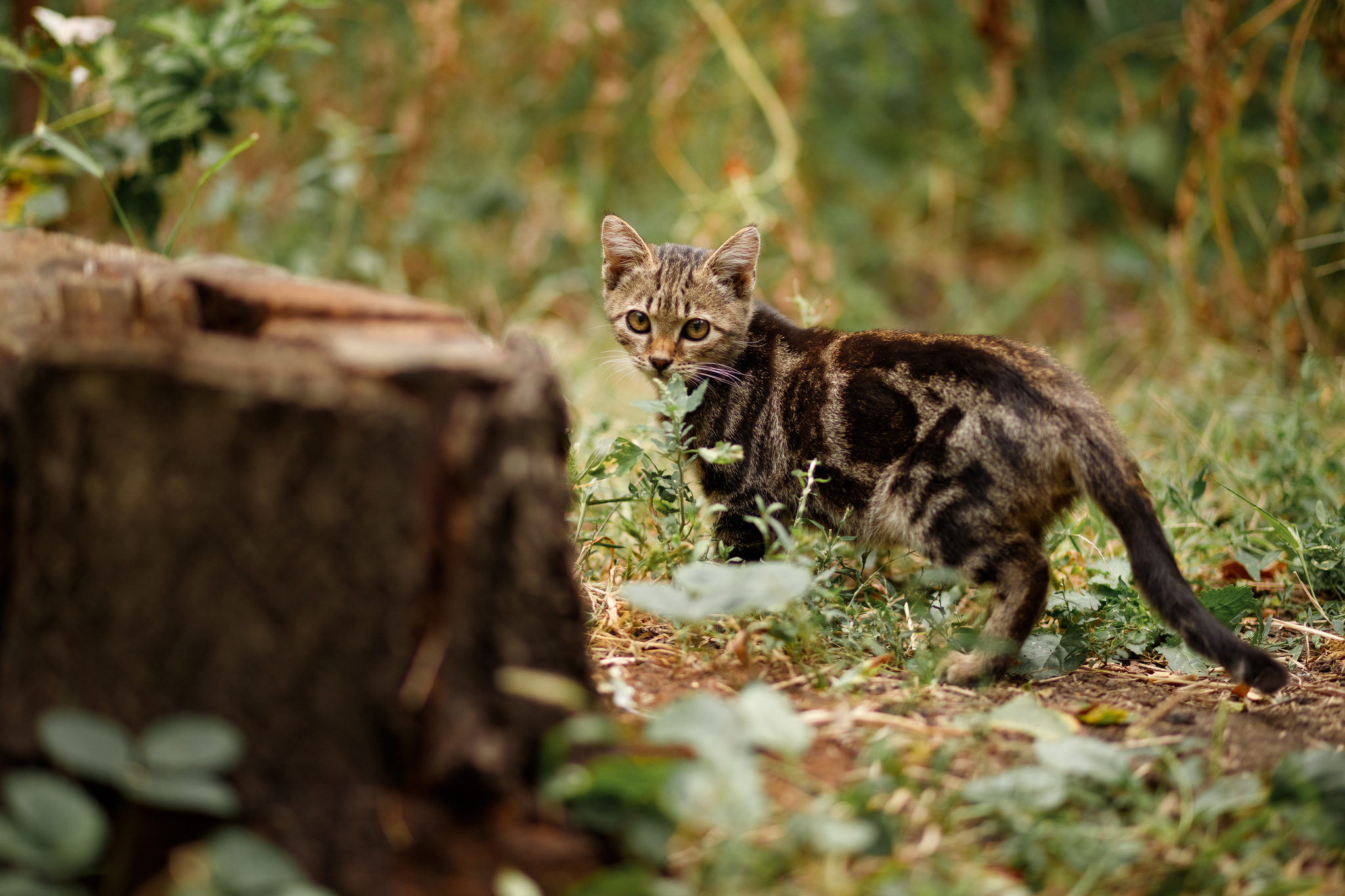 Photo session for a village cat - My, cat, Nature, The photo, Animals, Pets, Kittens, Canon, PHOTOSESSION, Village, 85mm, Longpost