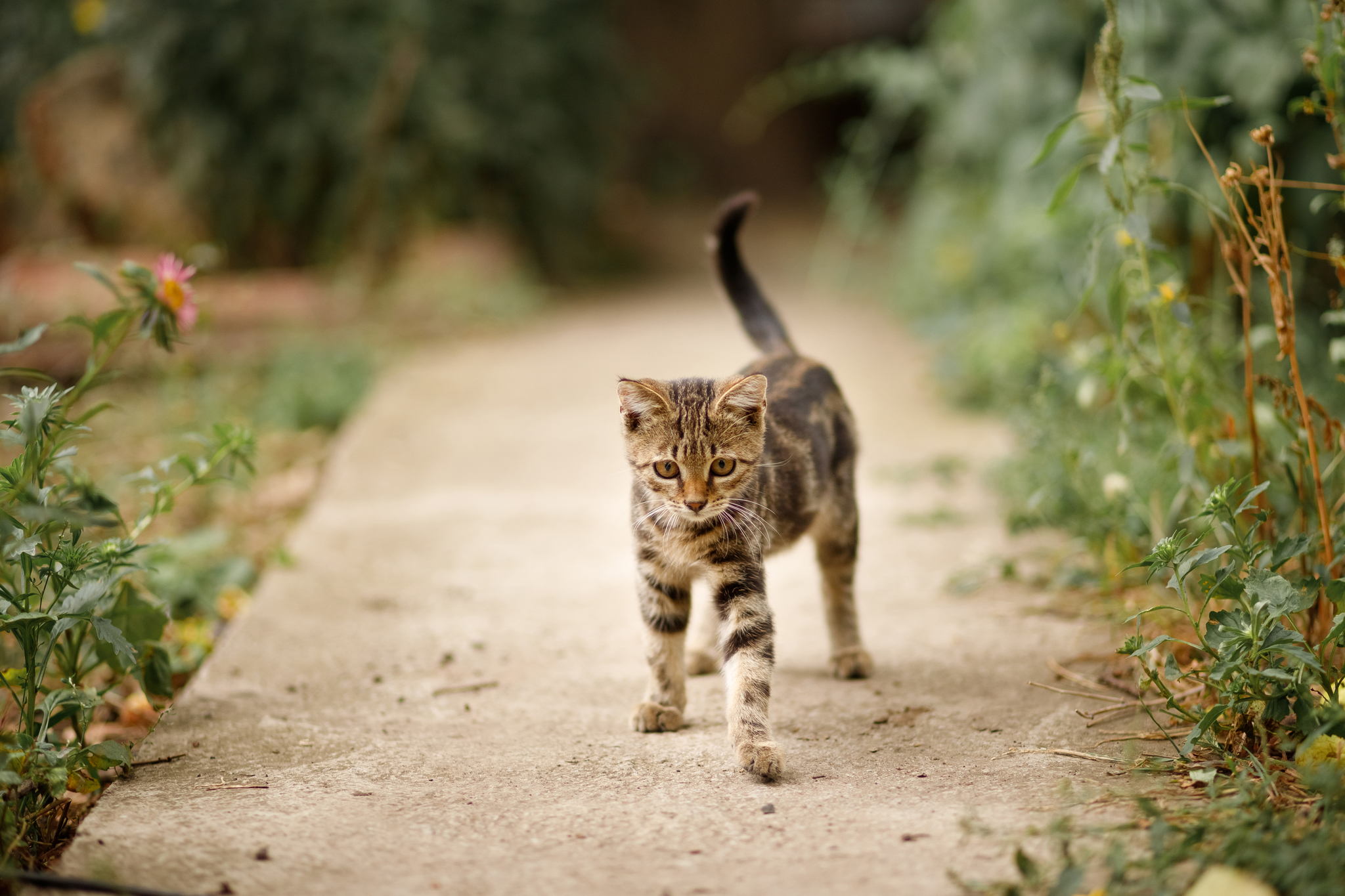 Photo session for a village cat - My, cat, Nature, The photo, Animals, Pets, Kittens, Canon, PHOTOSESSION, Village, 85mm, Longpost