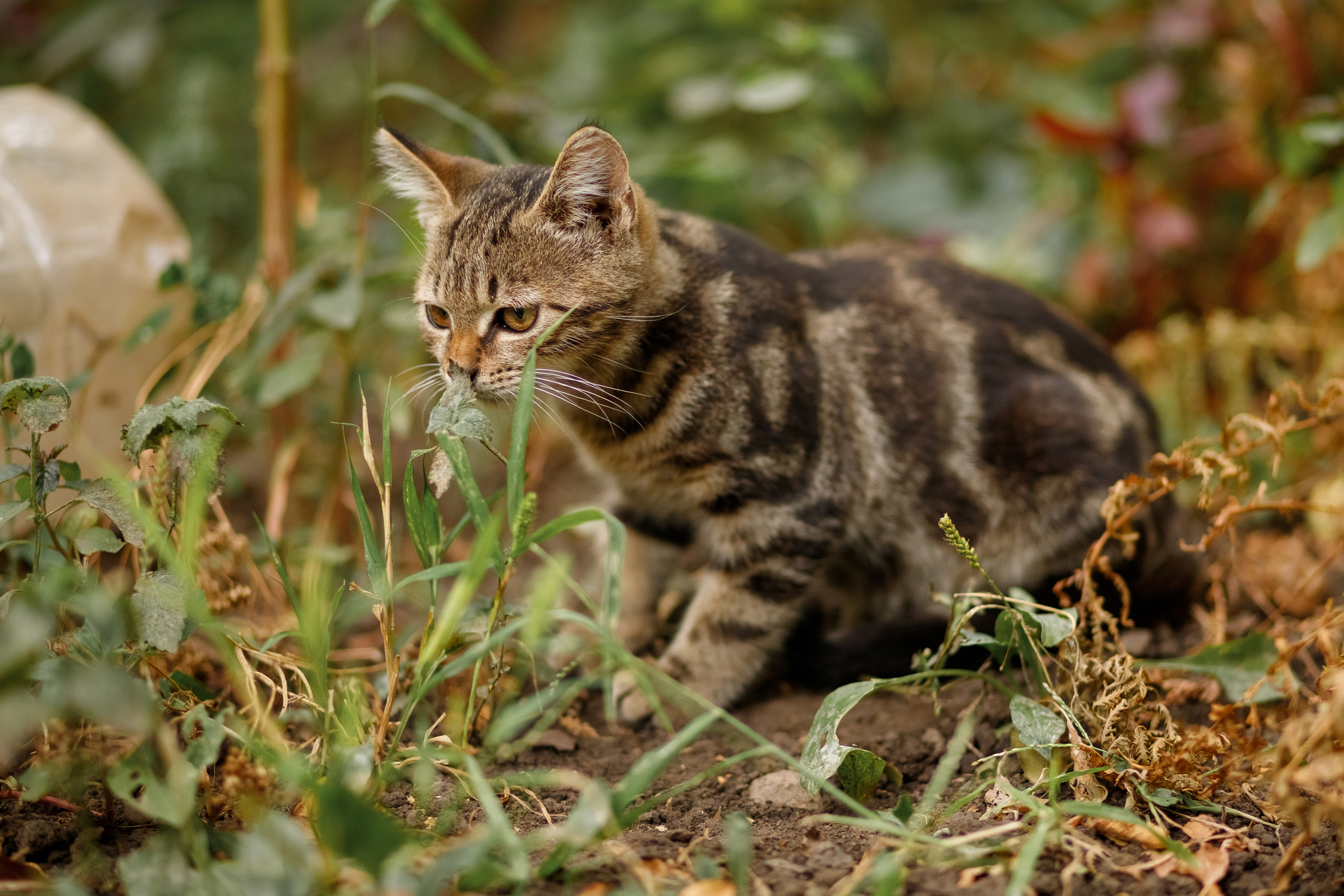 Photo session for a village cat - My, cat, Nature, The photo, Animals, Pets, Kittens, Canon, PHOTOSESSION, Village, 85mm, Longpost