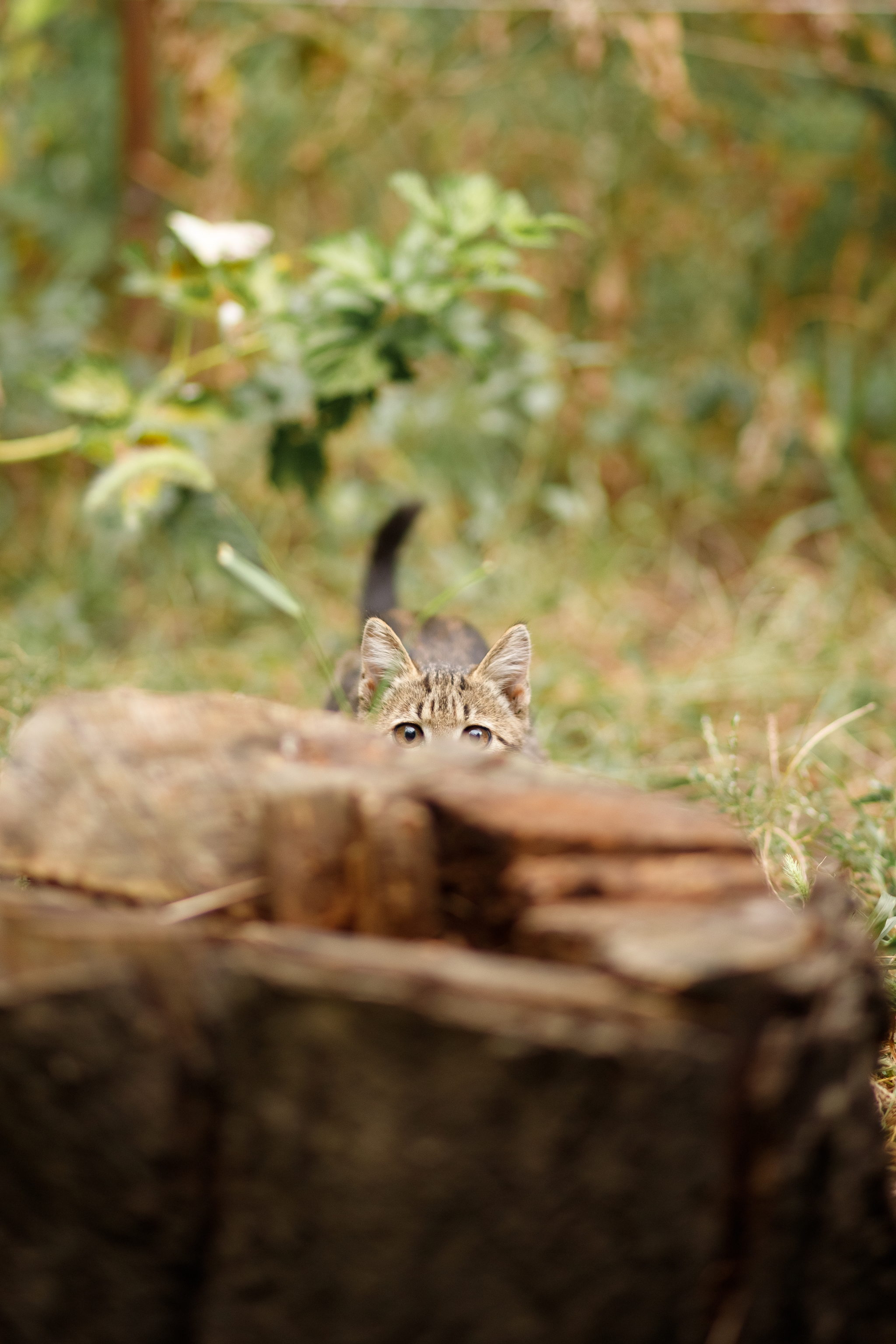 Photo session for a village cat - My, cat, Nature, The photo, Animals, Pets, Kittens, Canon, PHOTOSESSION, Village, 85mm, Longpost