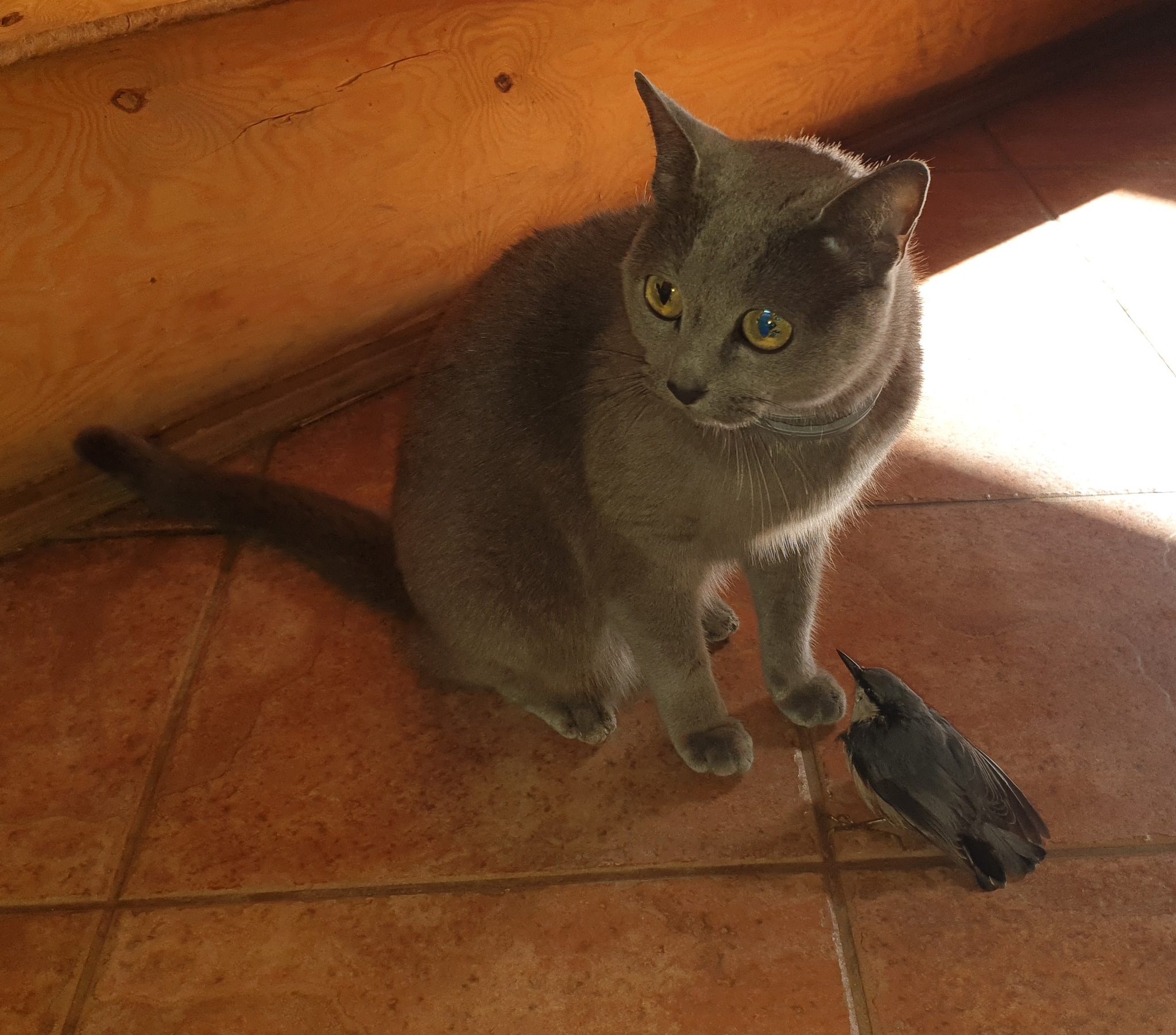 Production - My, cat, Birds, Hunting, Mining, Russian blue, Longpost