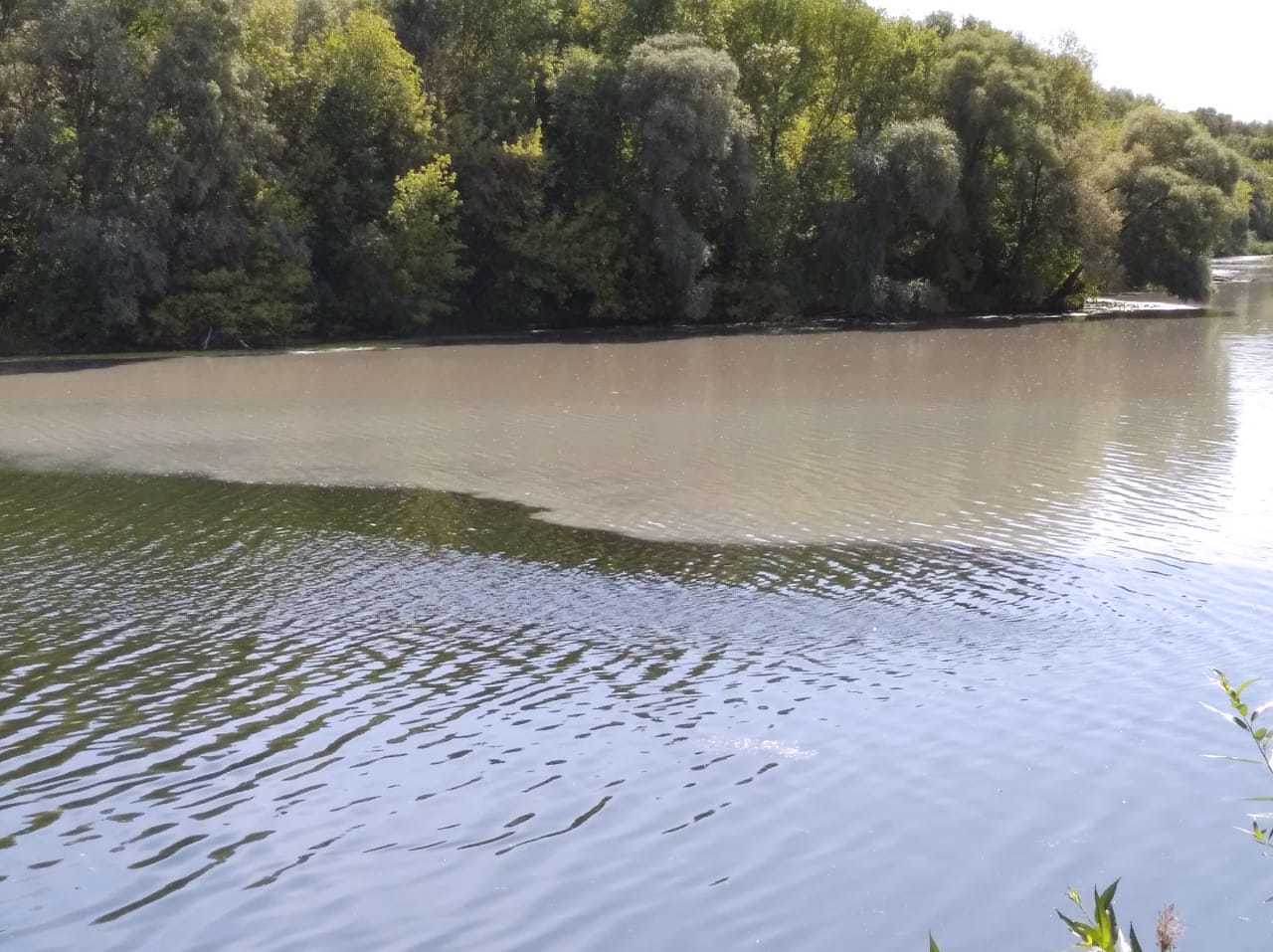 Вода в сейме. Река Сейм Курская область рыба. Рыба речки Сейм Курск. Рыбы реки Сейм.