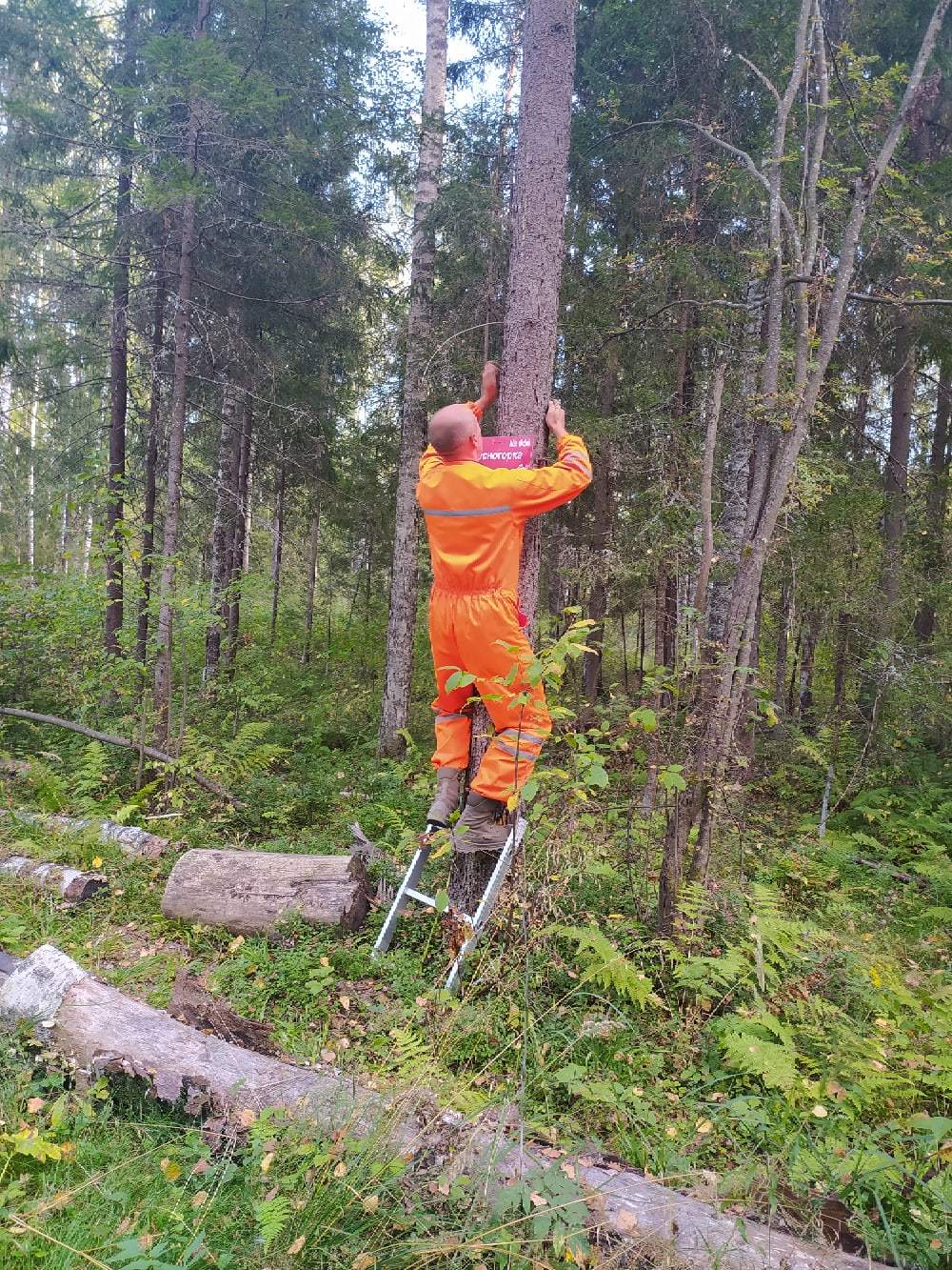 Summer nights, we don’t get out of the swamps, in short... (Volunteer about the search) - My, Volunteering, Volunteers, People search, Longpost