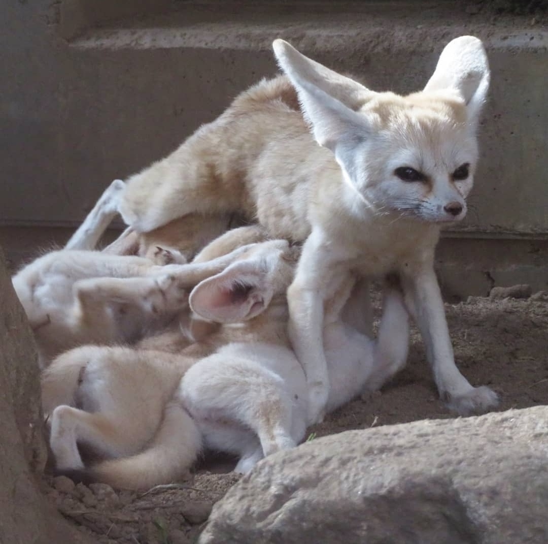 Fennec and the delights of motherhood - Animals, The photo, Fenech, Zoo, Motherhood, Longpost