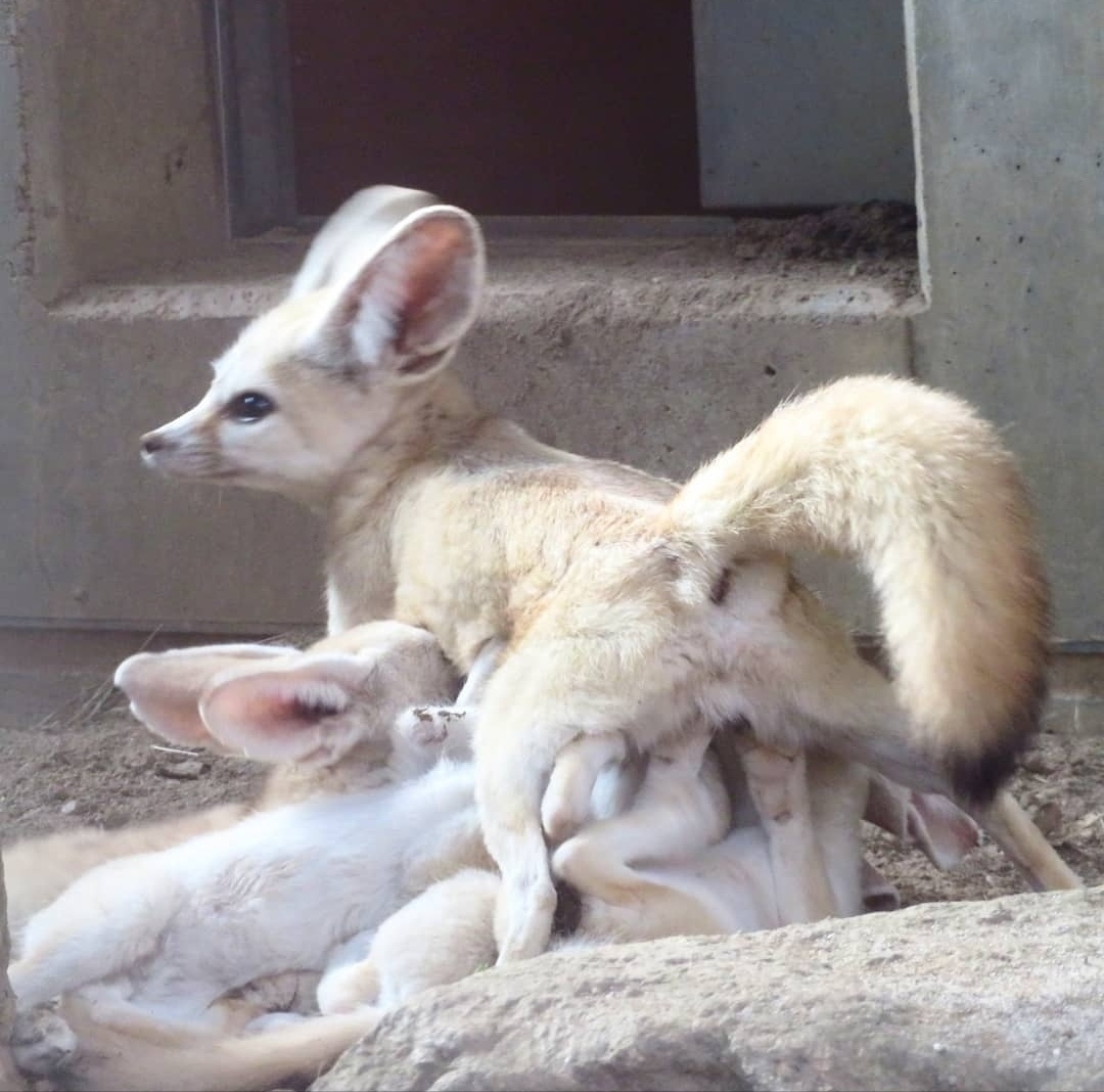 Fennec and the delights of motherhood - Animals, The photo, Fenech, Zoo, Motherhood, Longpost