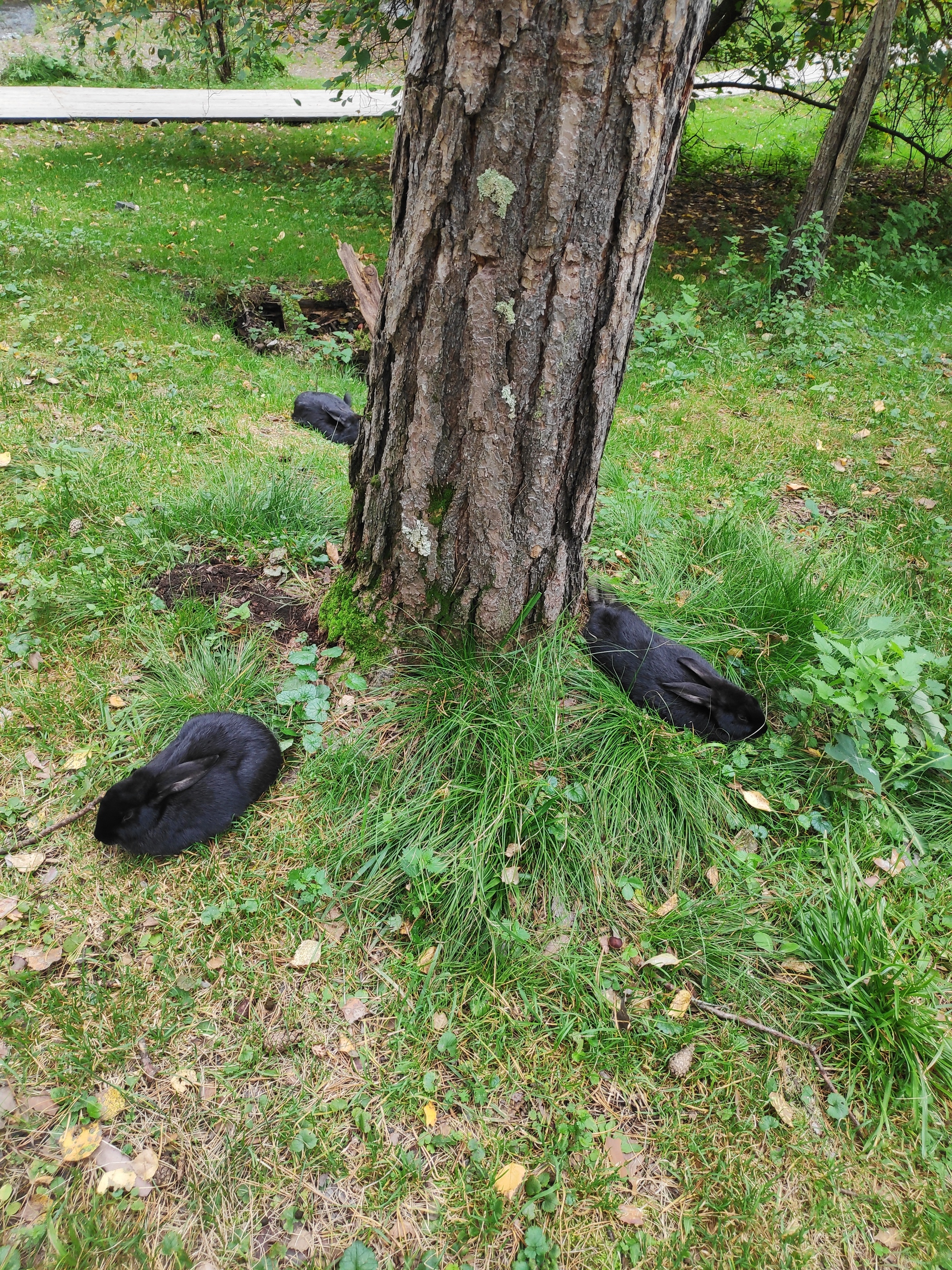 Three black rabbits are sleeping - My, Rabbit, Black, Dream, The photo