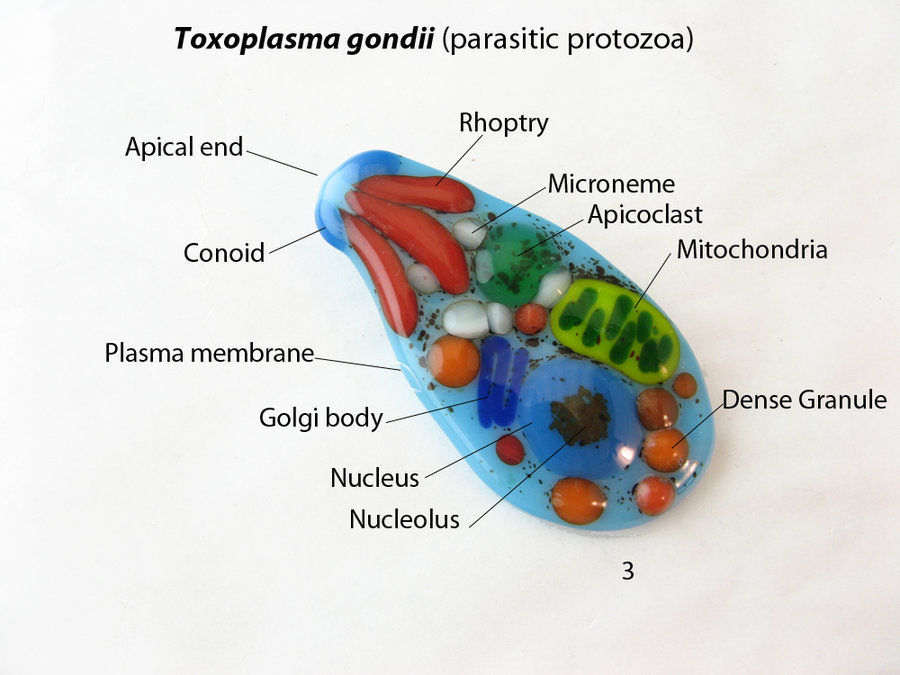 Parasites. Part 6. Bullfighting with immunity - Parasites, Sleeping sickness, Malaria, Toxoplasmosis, Longpost