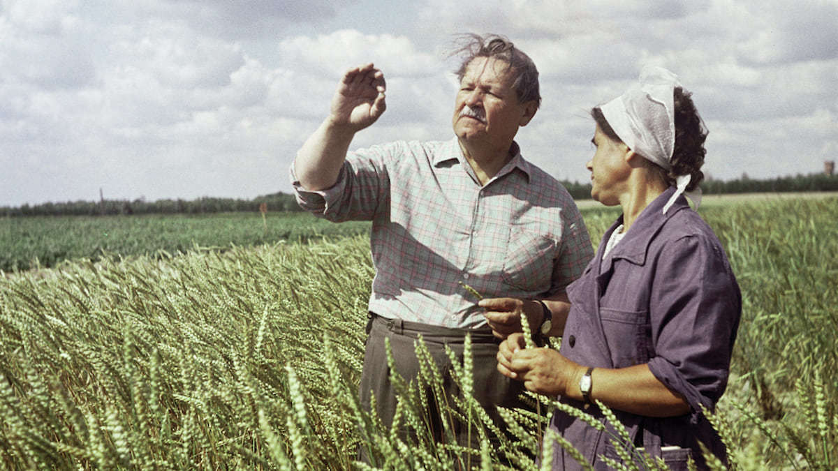 Дело трититригии: Многолетнюю пшеницу защищали танками в 1943-м, а уничтожили чиновники в 2020-м - Моё, Сельское хозяйство, Сельский час, Минобрнауки РФ, РАН, Пшеница, Негатив