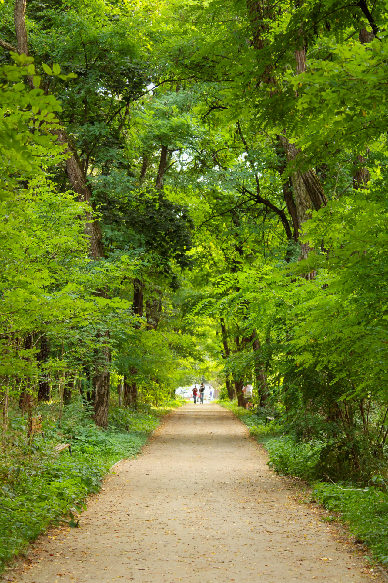 Alleys of the Biryulevsky Arboretum - My, Canon, The park, Moscow, Biryulyovo Vostochnoye, Nature, Longpost