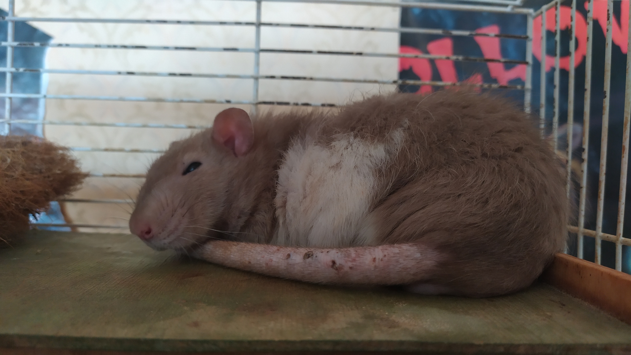 Rat everyday life #10 - My, Rat, Rat Chronicles, Pets, Milota, Animals, Longpost