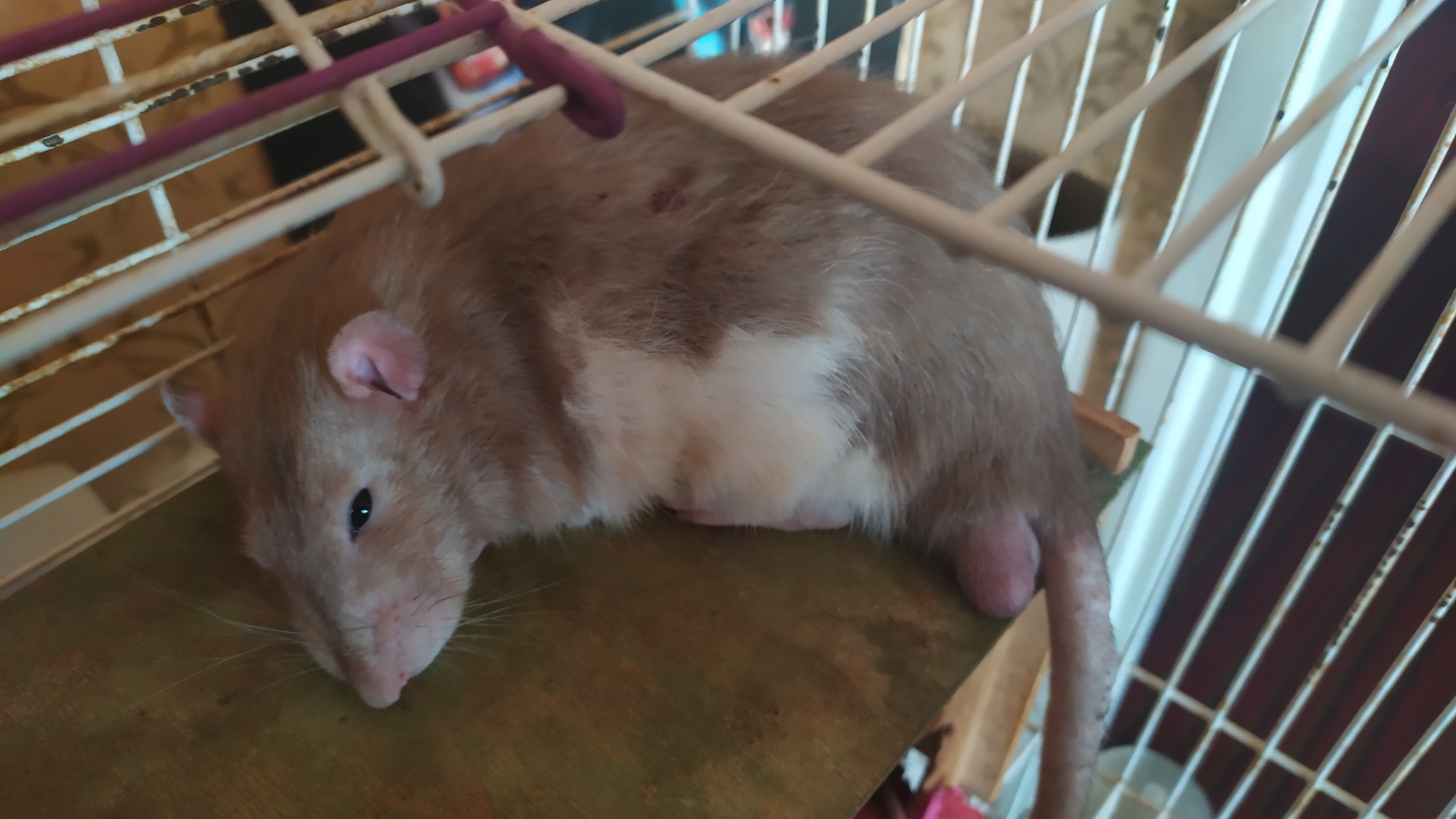 Rat everyday life #10 - My, Rat, Rat Chronicles, Pets, Milota, Animals, Longpost