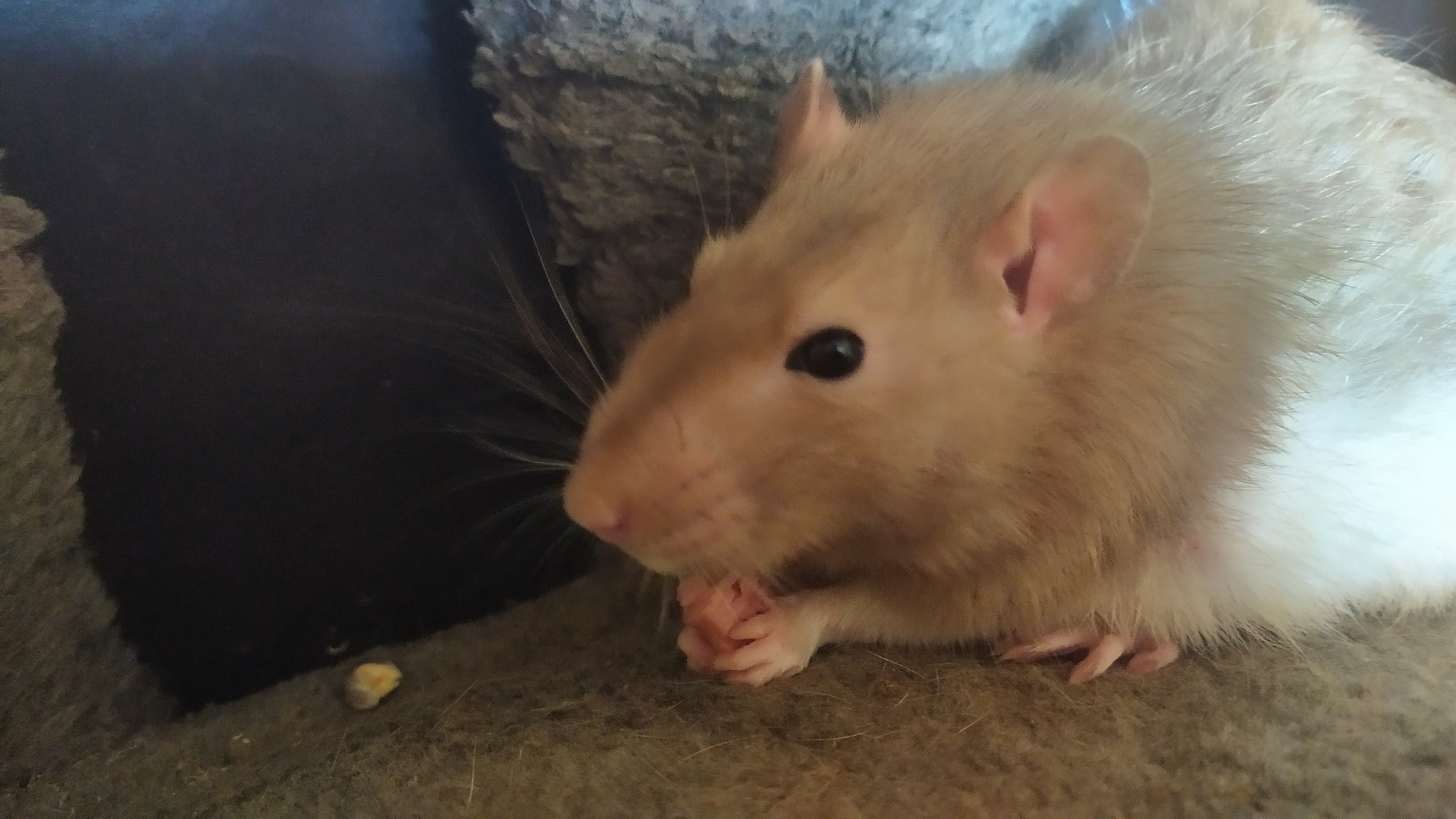 Rat everyday life #10 - My, Rat, Rat Chronicles, Pets, Milota, Animals, Longpost