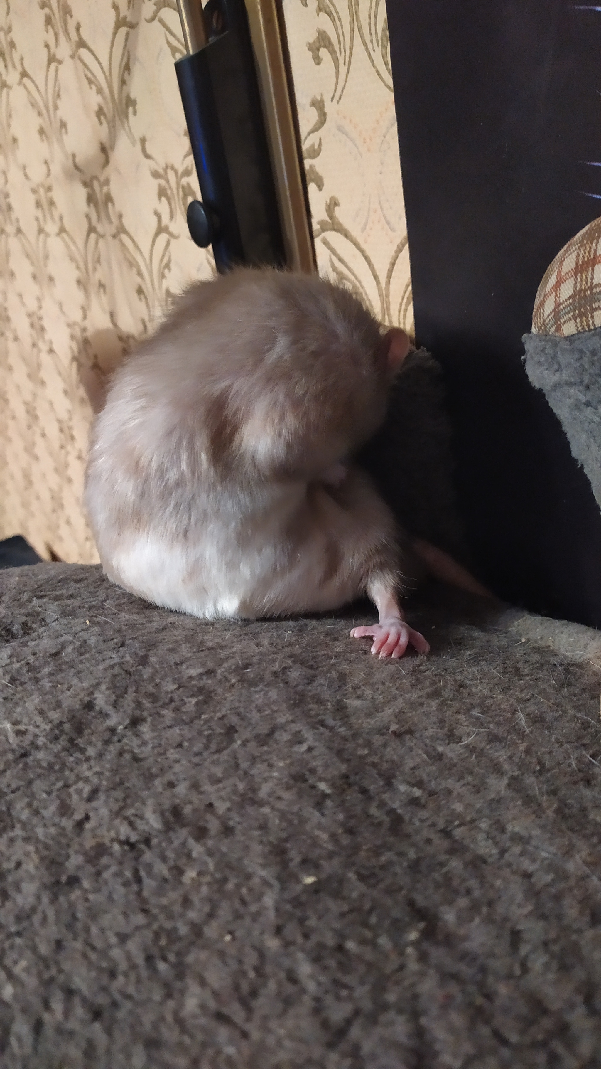 Rat everyday life #10 - My, Rat, Rat Chronicles, Pets, Milota, Animals, Longpost