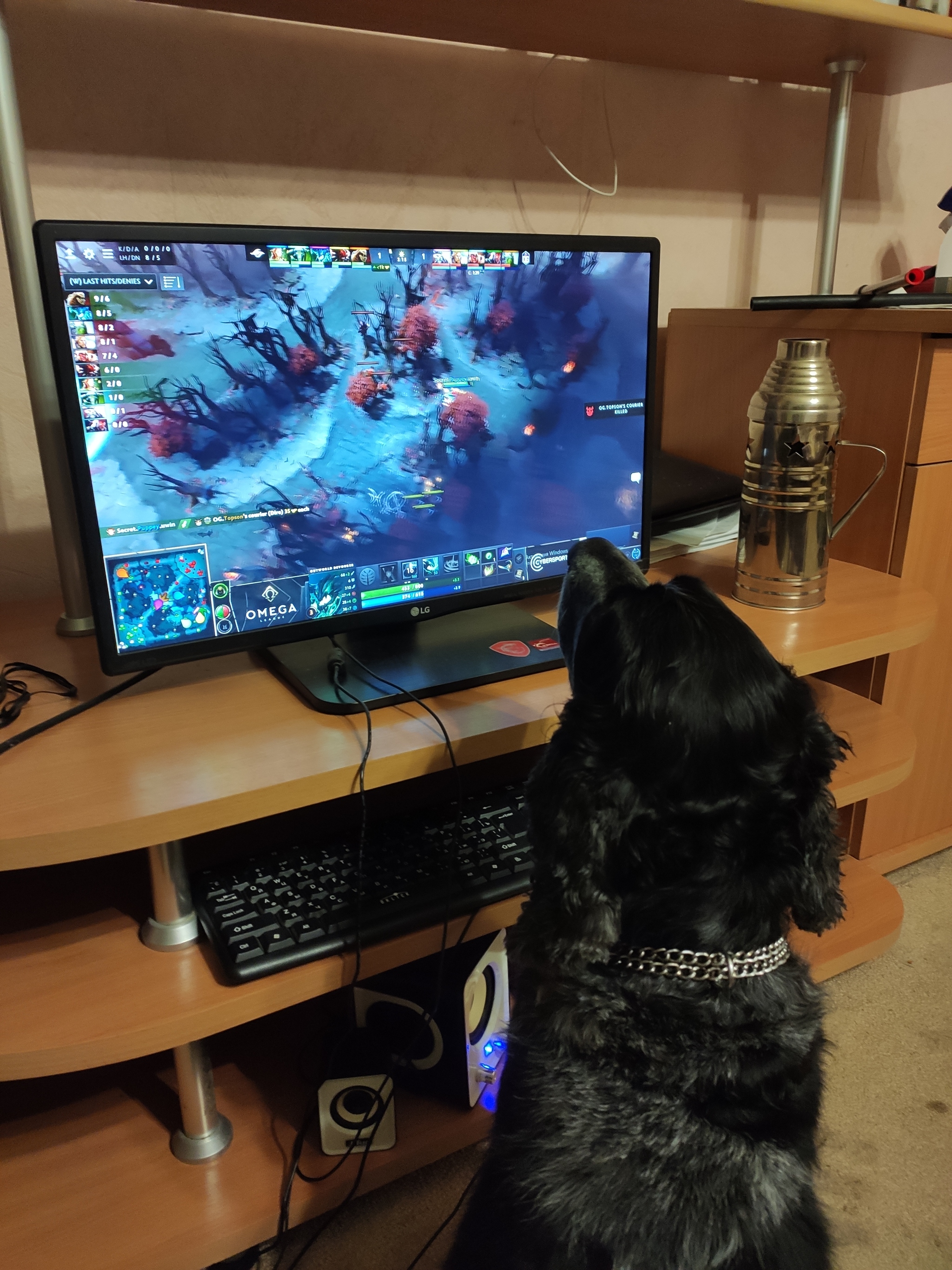 Dog gamer - grief in the family - My, Gamers, Spaniel