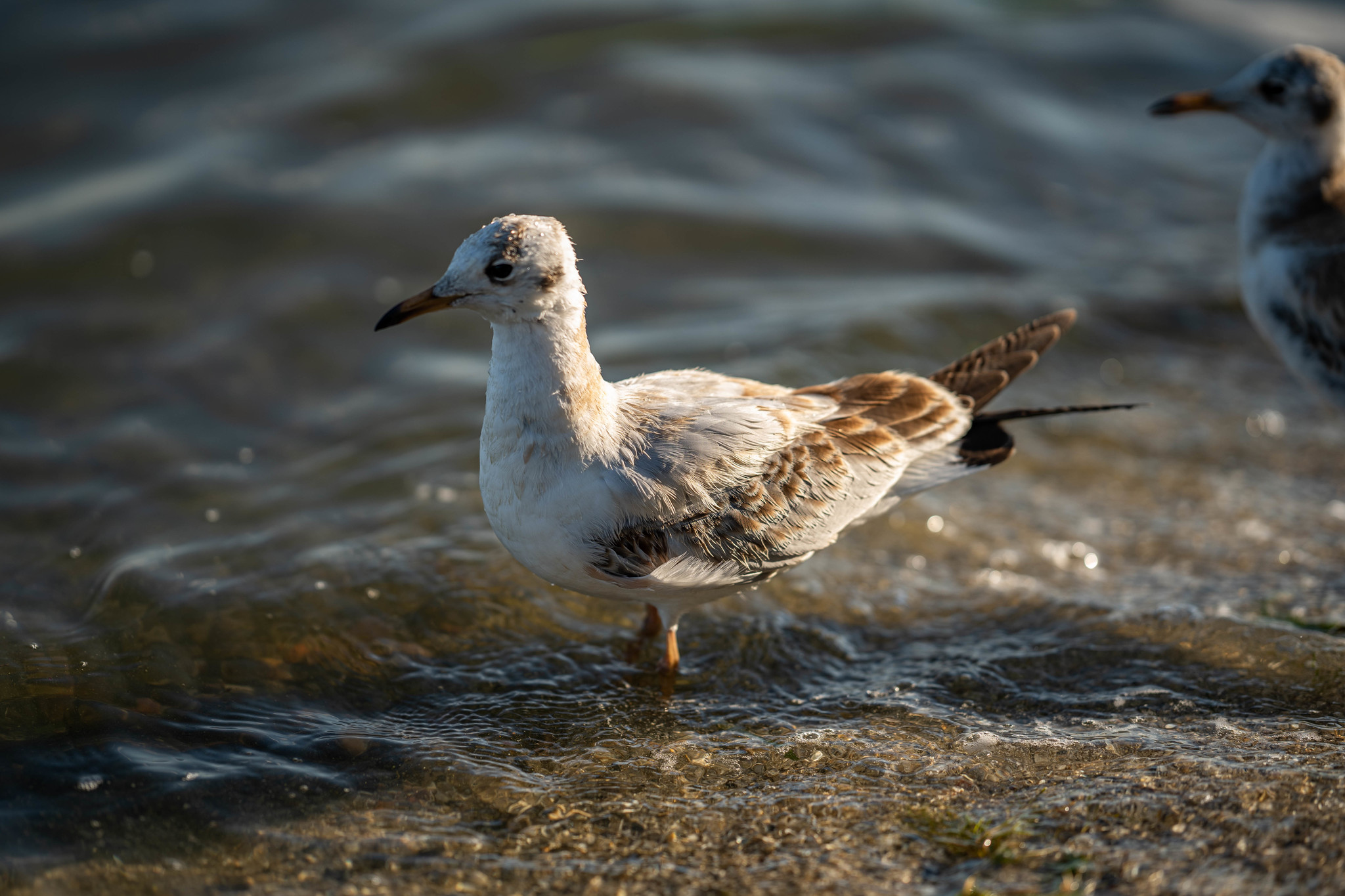 Sad seagull - My, Photoshop master, Seagull named John Livingston, PHOTOSESSION, Bike, Longpost