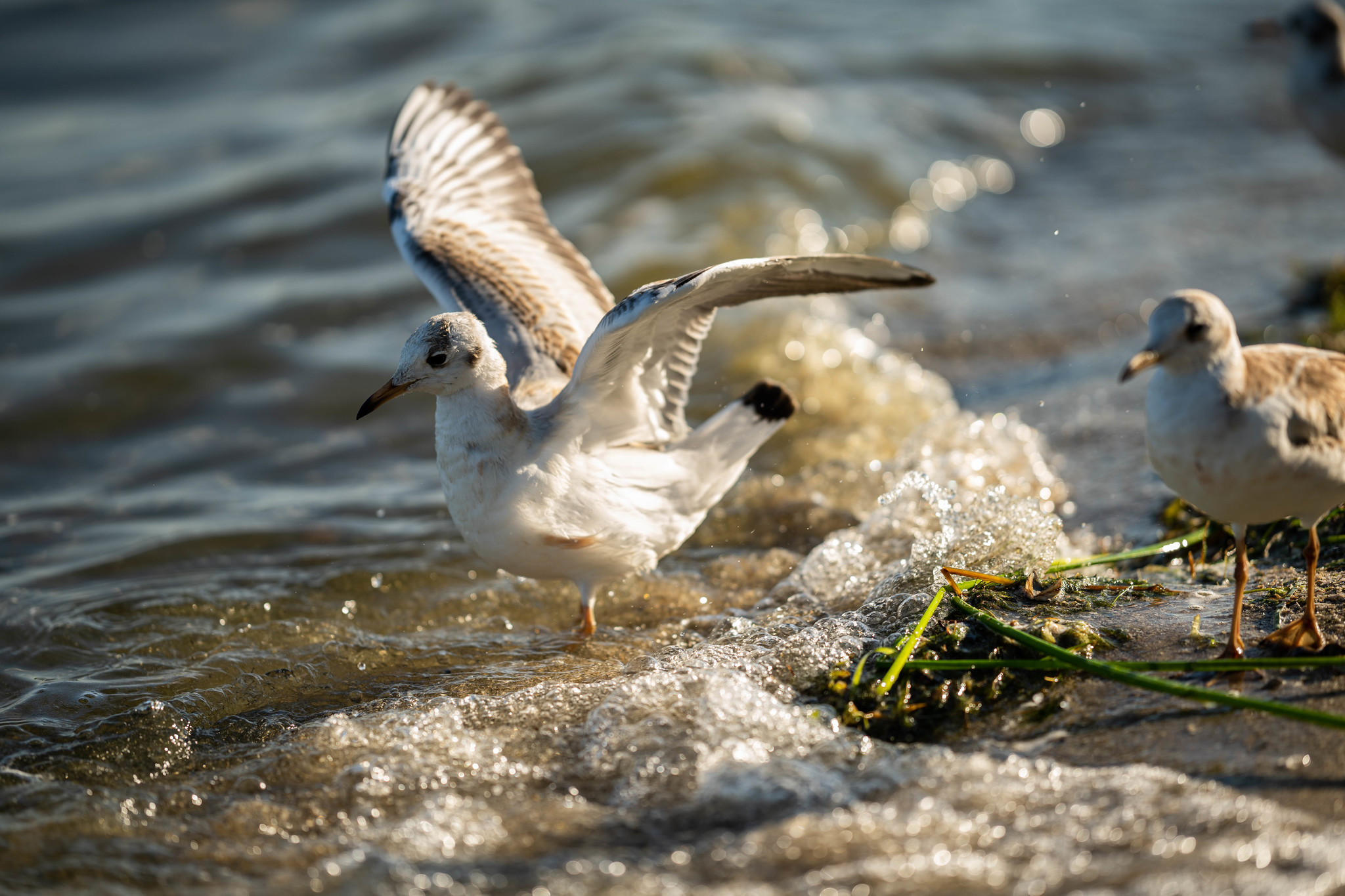 Sad seagull - My, Photoshop master, Seagull named John Livingston, PHOTOSESSION, Bike, Longpost