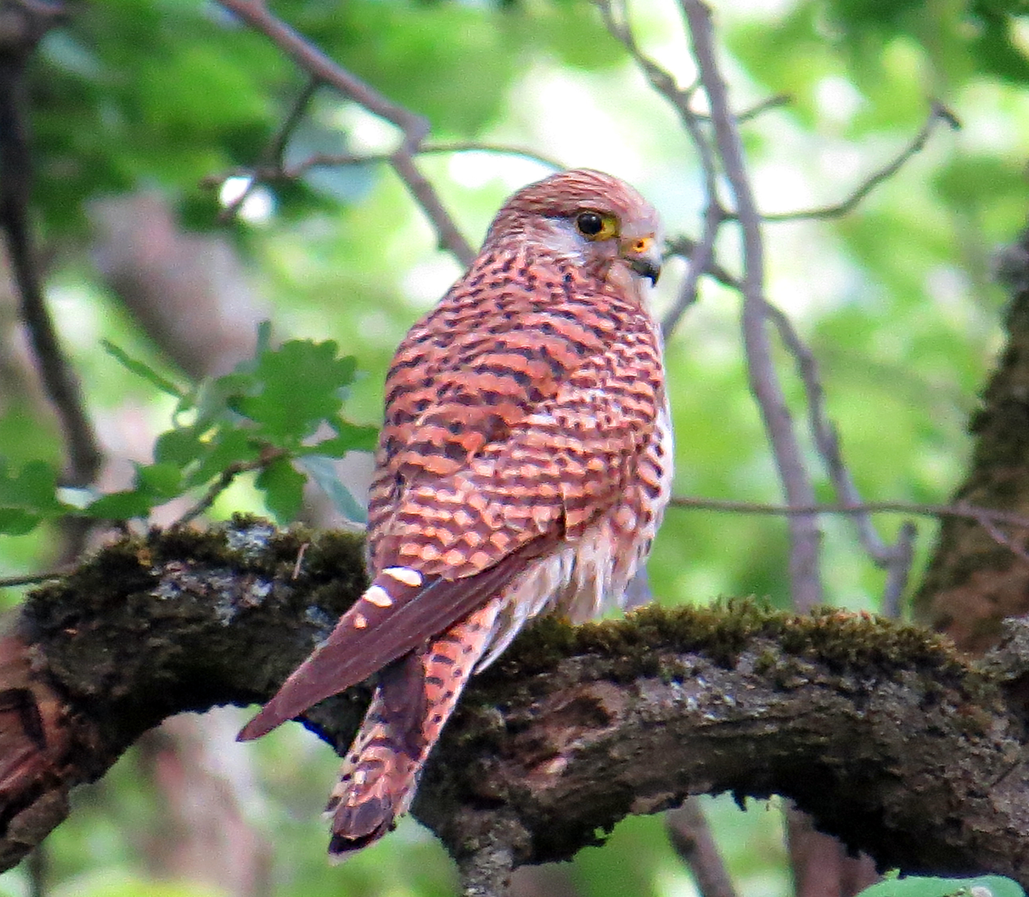 Various photos for 2018 - My, Ornithology, Birds, Nature, Schelkovo, Photo hunting, Hobby, Longpost