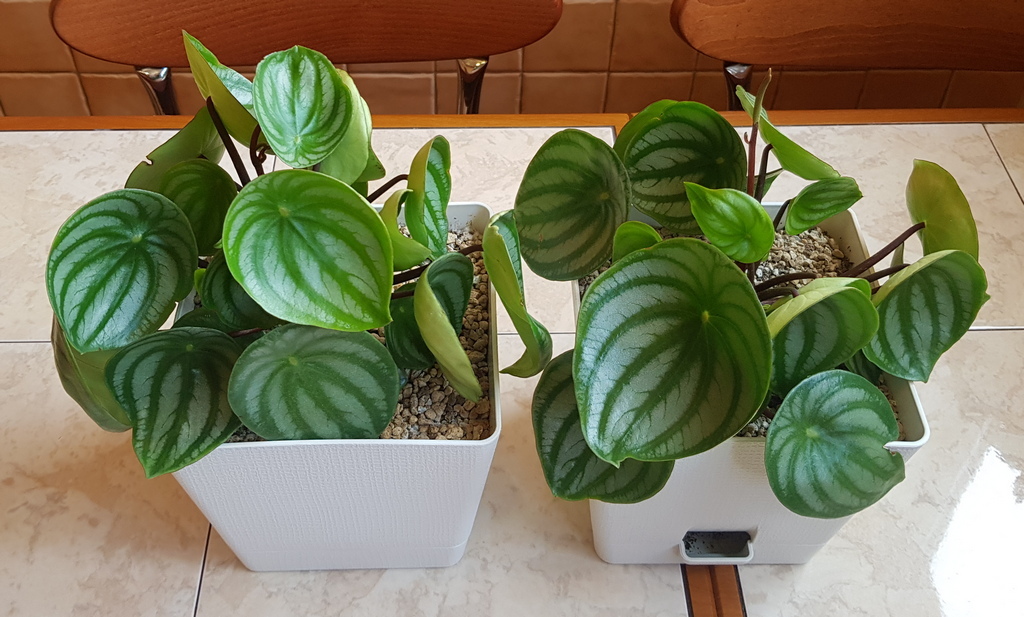 What we managed to grow during the season - My, Flowers, Peperomia, Houseplants, Longpost