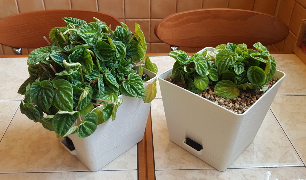 What we managed to grow during the season - My, Flowers, Peperomia, Houseplants, Longpost