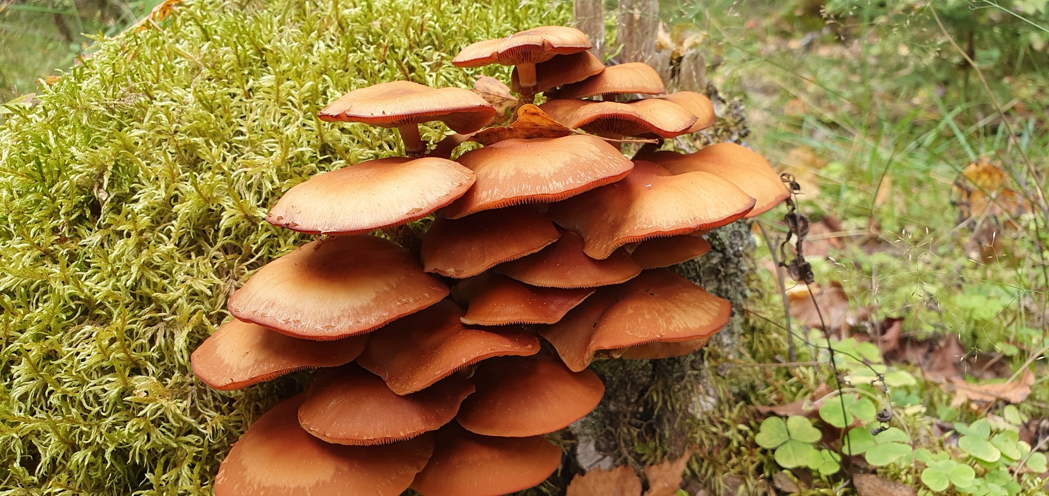 Got out into the forest #6 - My, Mushrooms, Boletus, Honey mushrooms, The photo, Forest, Video, Longpost